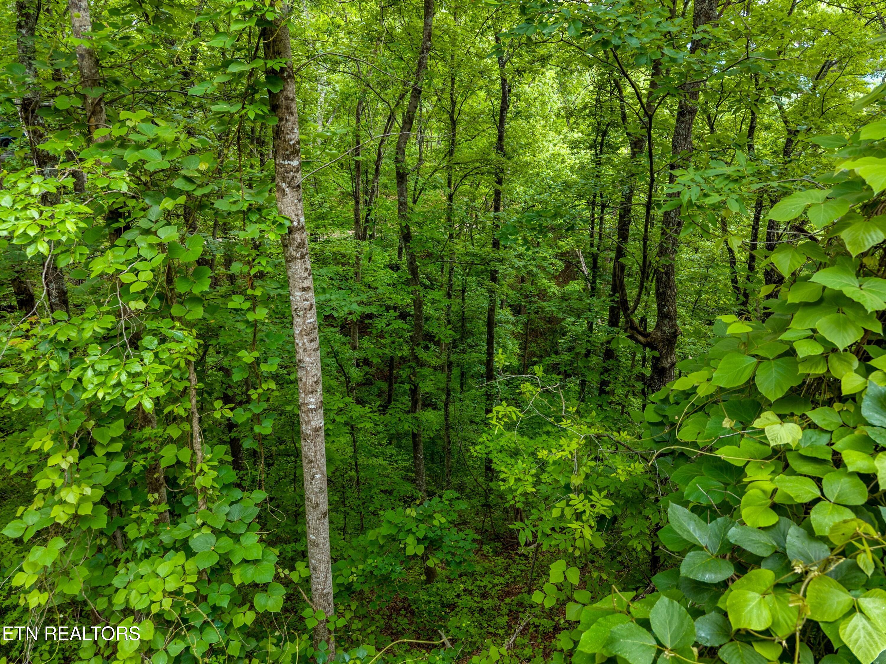 Lot 9ae Red Bone Way Sevierville TN 37876