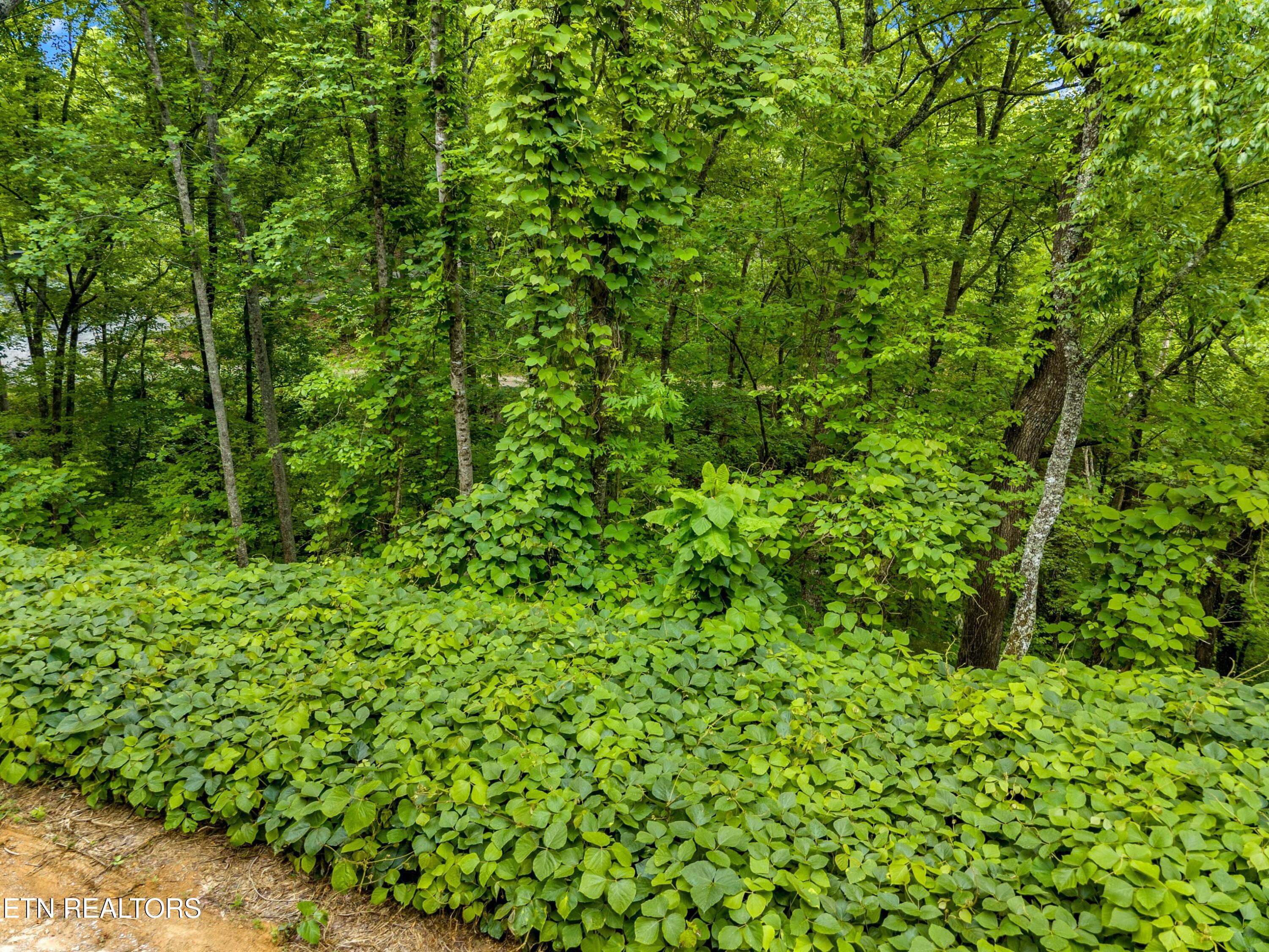Lot 9ae Red Bone Way Sevierville TN 37876