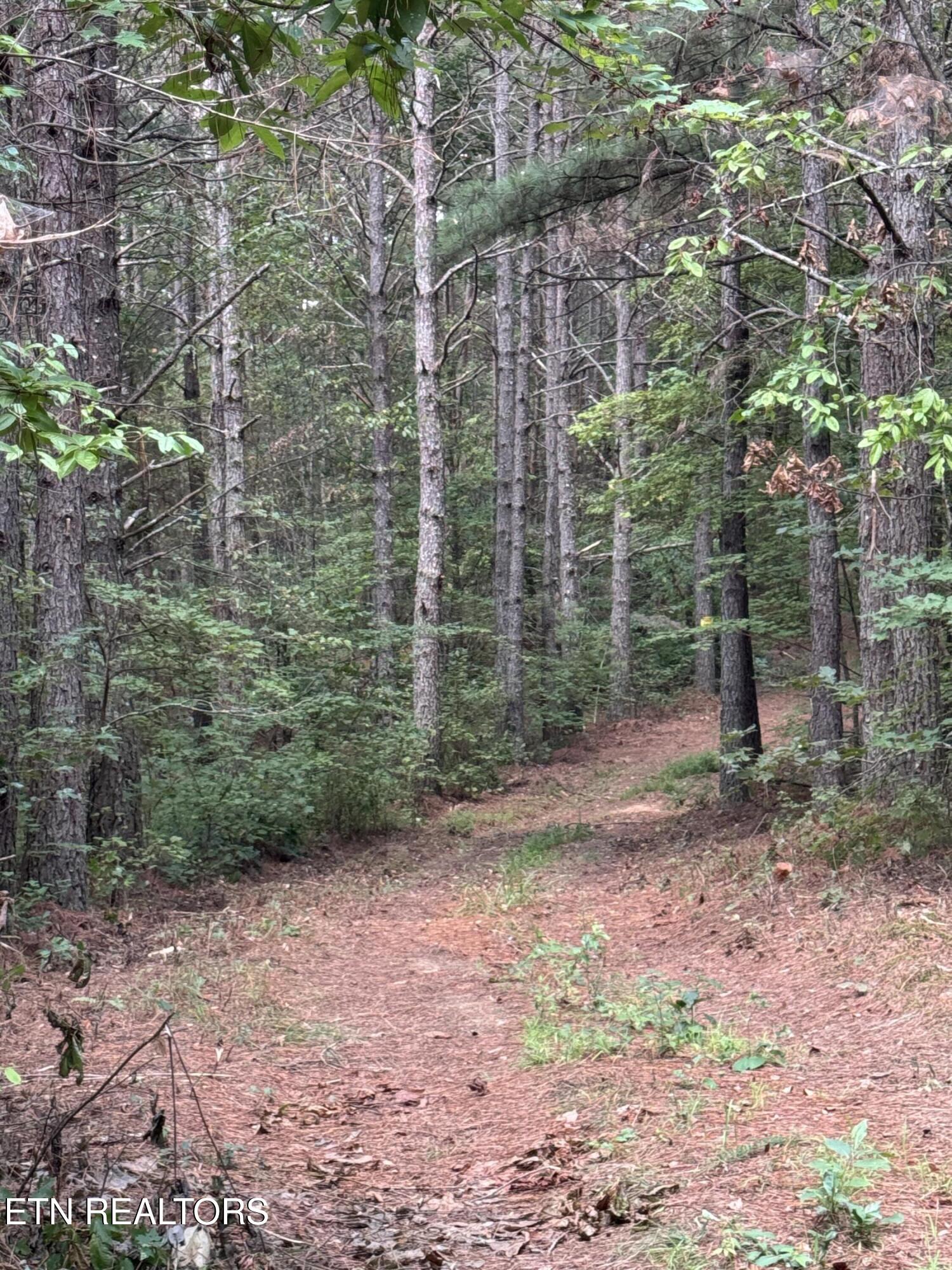 Hannah Davidson Road Robbins TN 37852