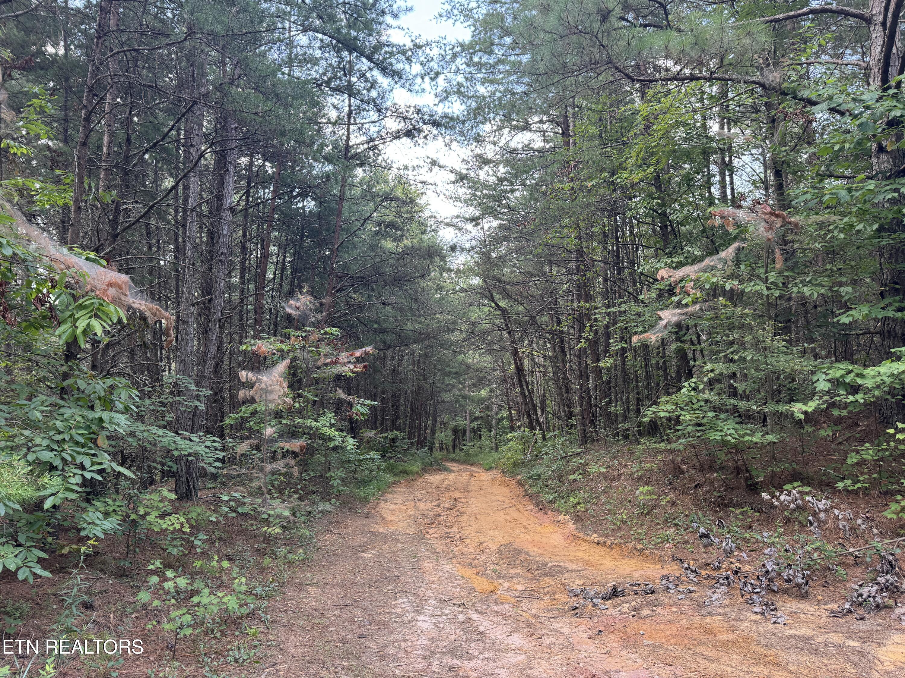Hannah Davidson Road Robbins TN 37852