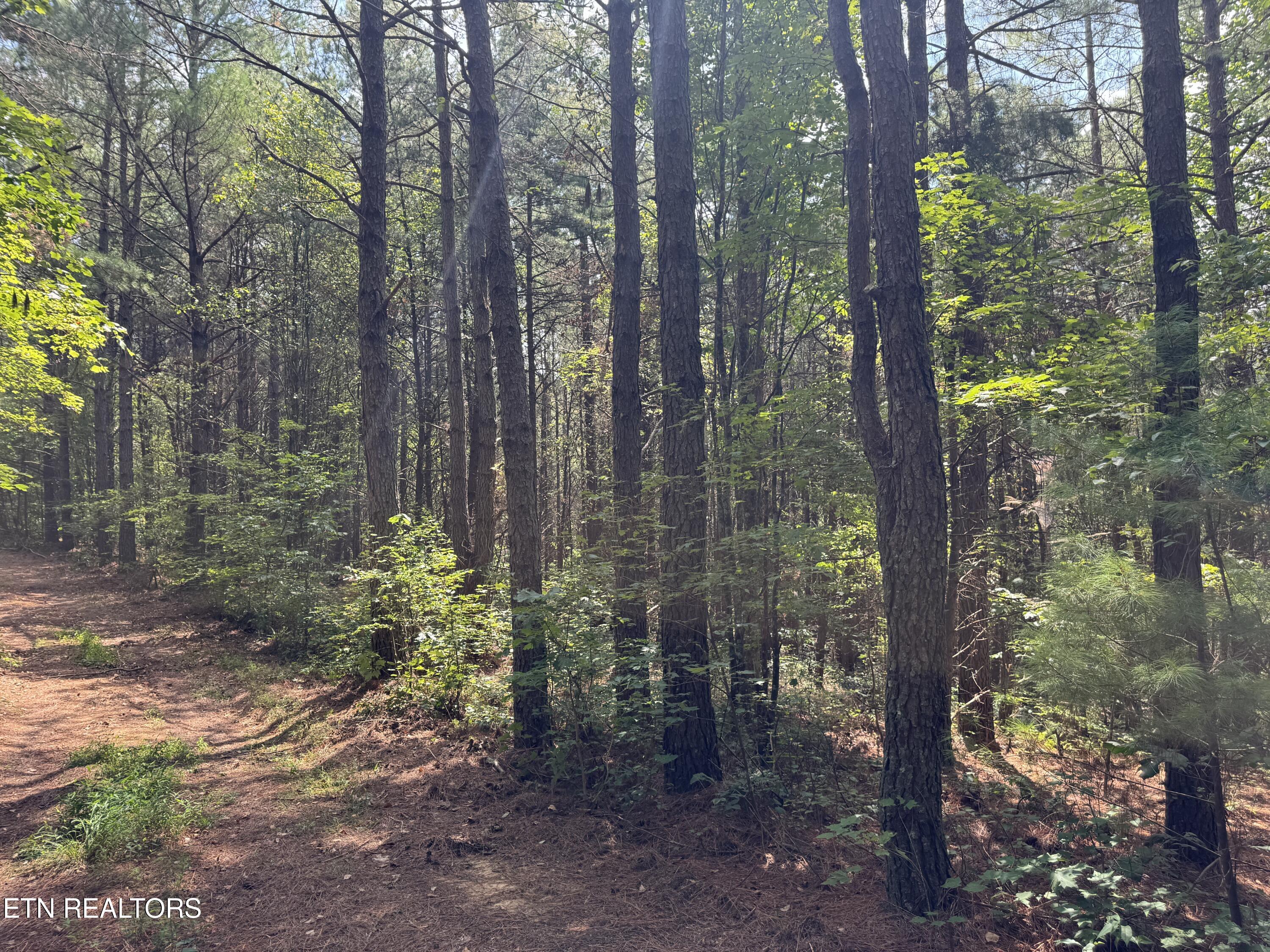 Hannah Davidson Road Robbins TN 37852