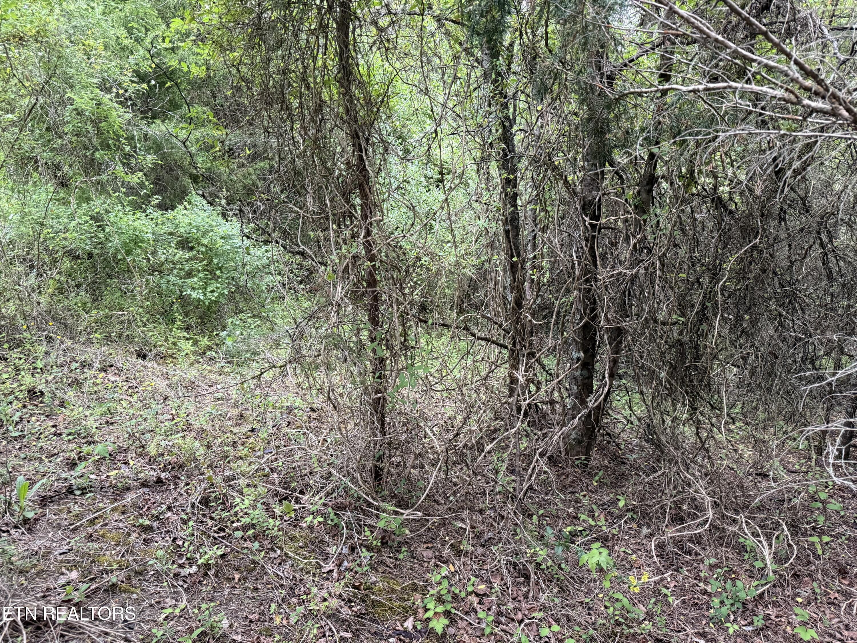 Wedge Way Tazewell TN 37879