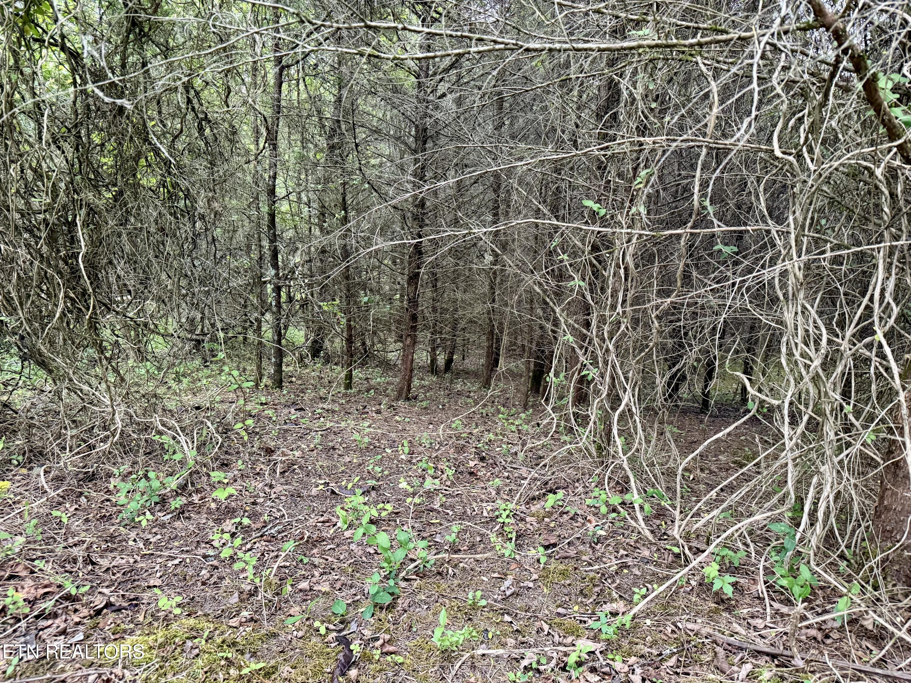 Wedge Way Tazewell TN 37879