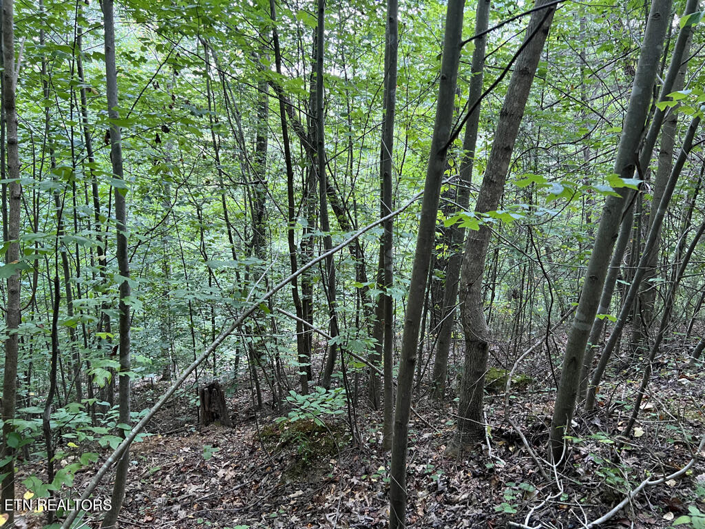 Lot 54-59 Cheri Lane Caryville TN 37714