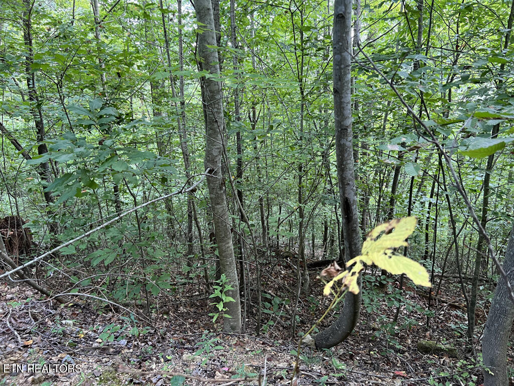 Lot 54-59 Cheri Lane Caryville TN 37714