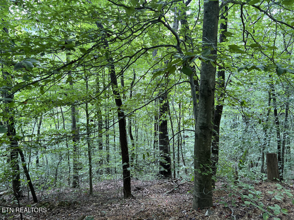 Lot 54-59 Cheri Lane Caryville TN 37714