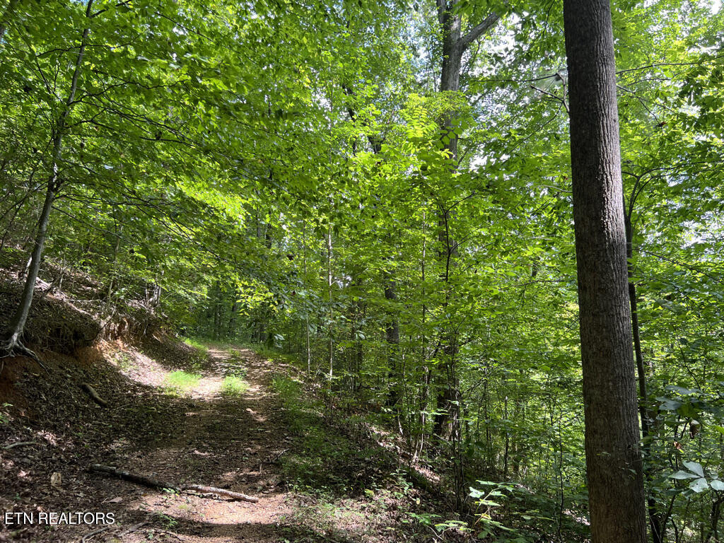Lot 54-59 Cheri Lane Caryville TN 37714