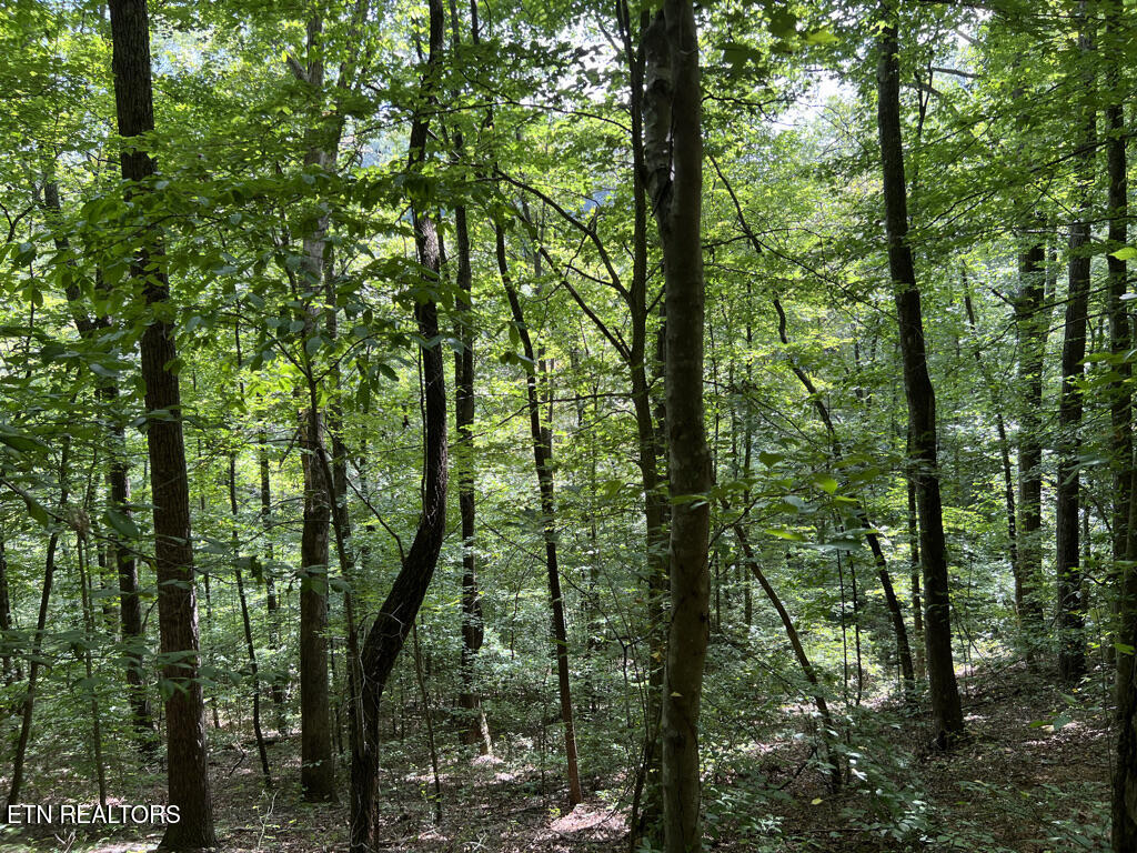 Lot 54-59 Cheri Lane Caryville TN 37714