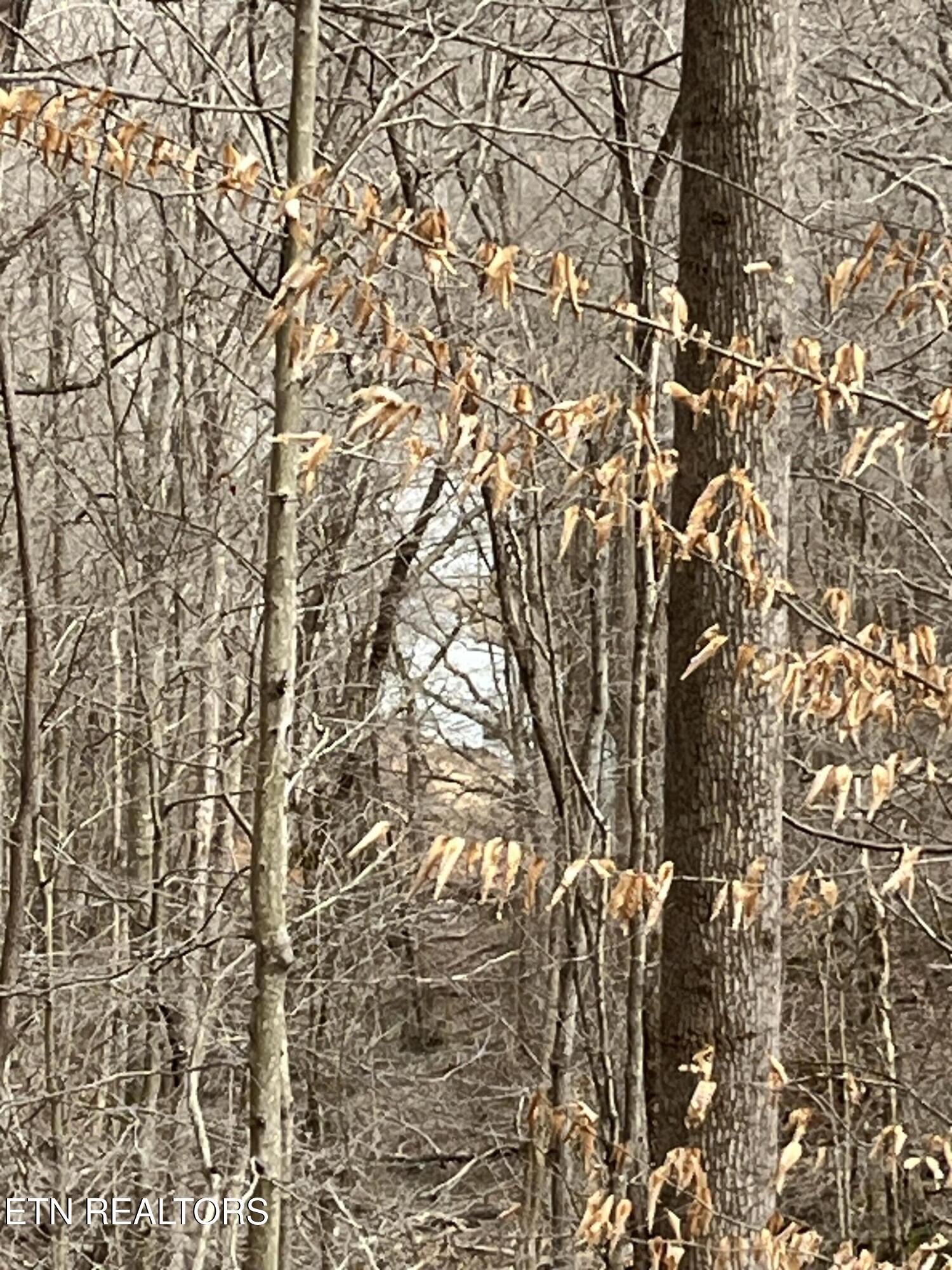Lot 54-59 Cheri Lane Caryville TN 37714