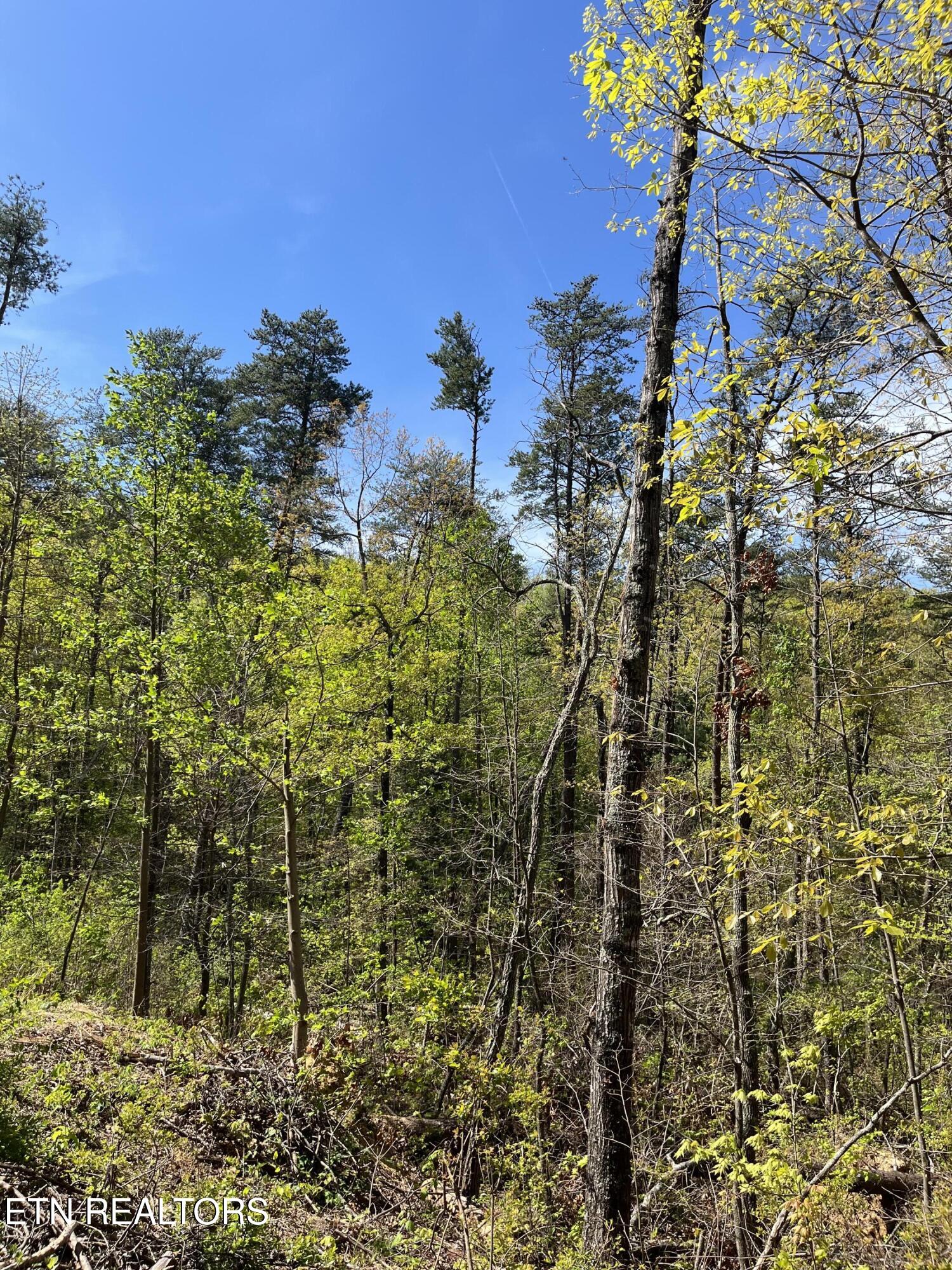 124 Indian Ridge Tellico Plains TN 37385