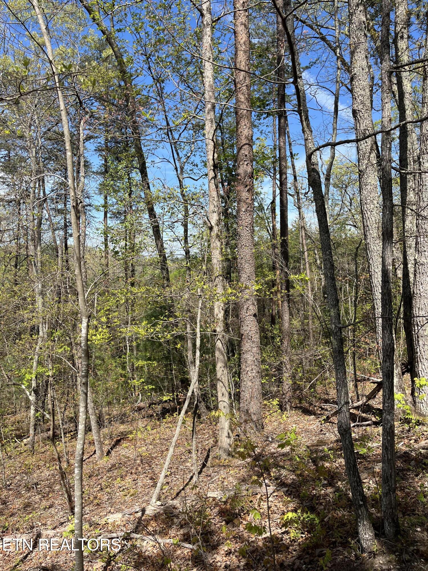 124 Indian Ridge Tellico Plains TN 37385