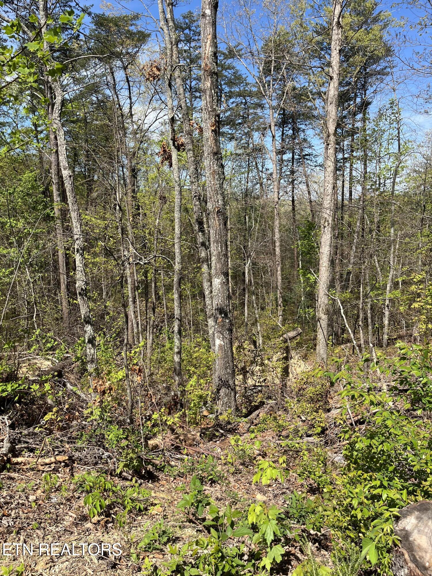 124 Indian Ridge Tellico Plains TN 37385