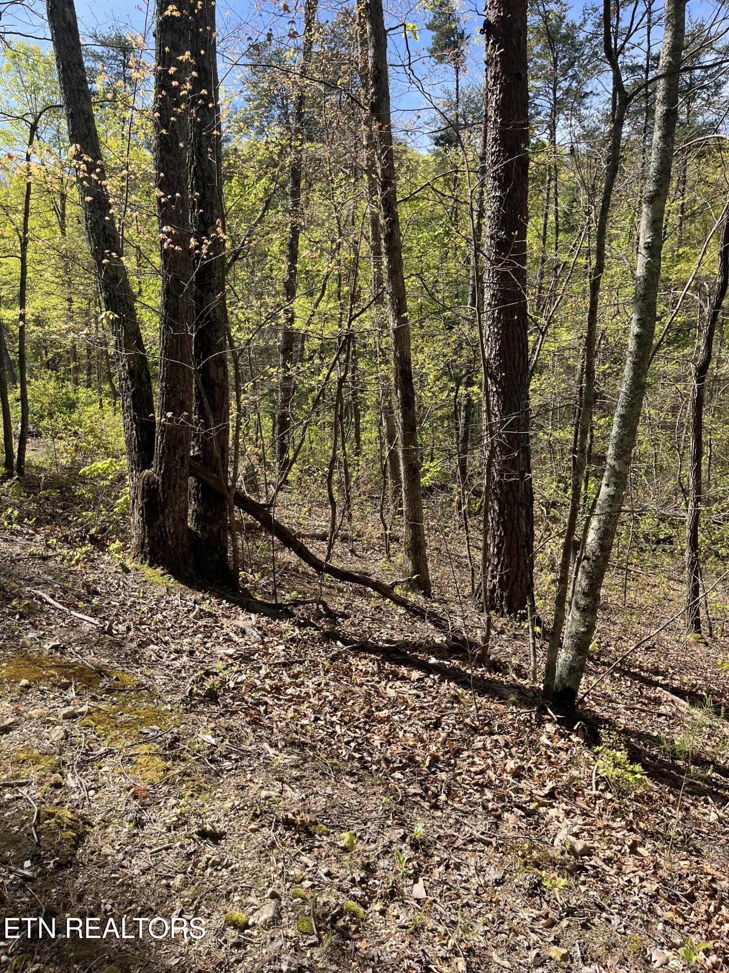 124 Indian Ridge Tellico Plains TN 37385