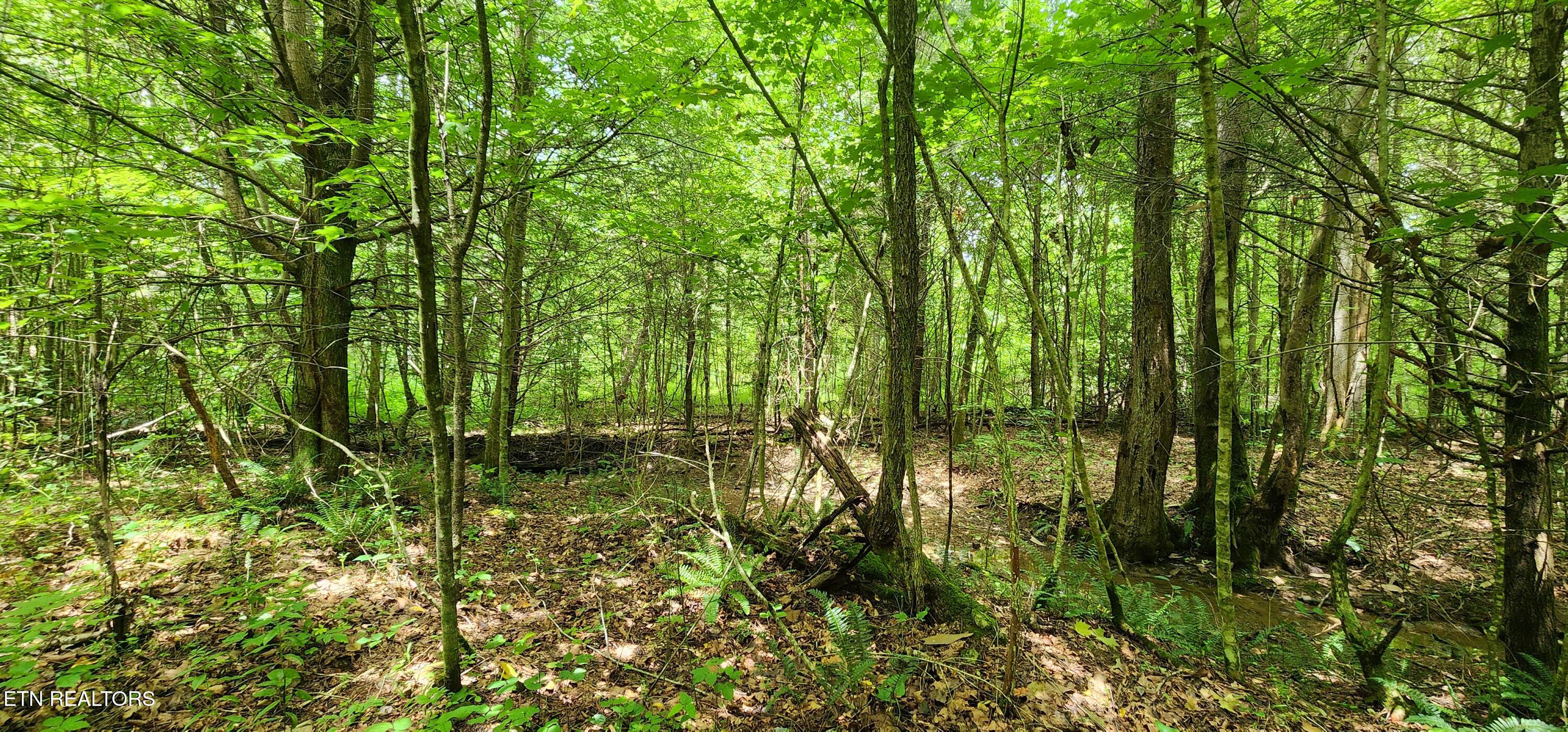 Rockhouse Creek - Church Road Pioneer TN 37847