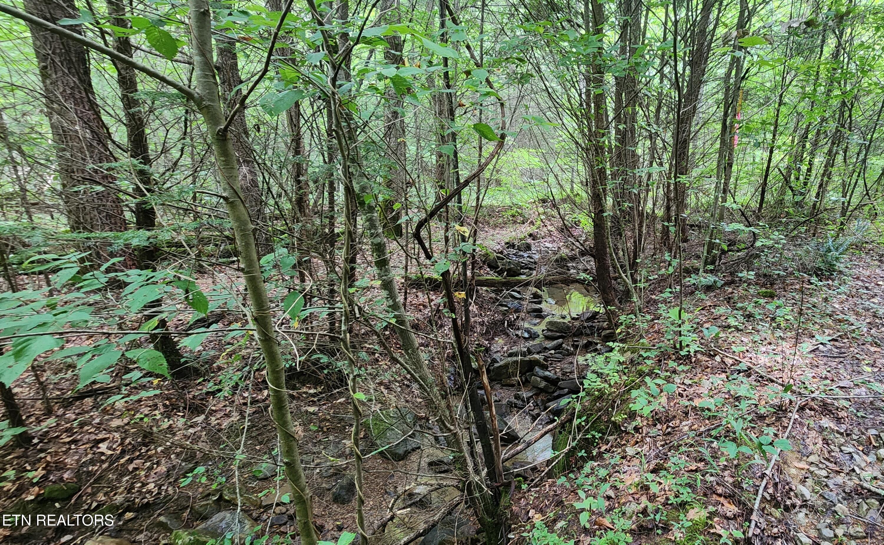 Rockhouse Creek - Church Road Pioneer TN 37847