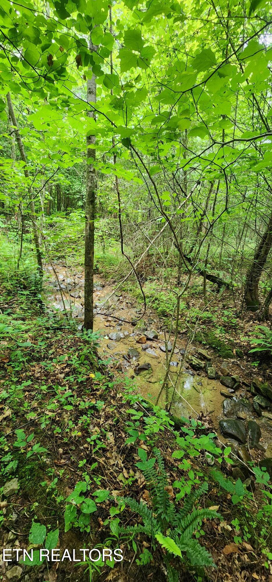 Rockhouse Creek - Church Road Pioneer TN 37847