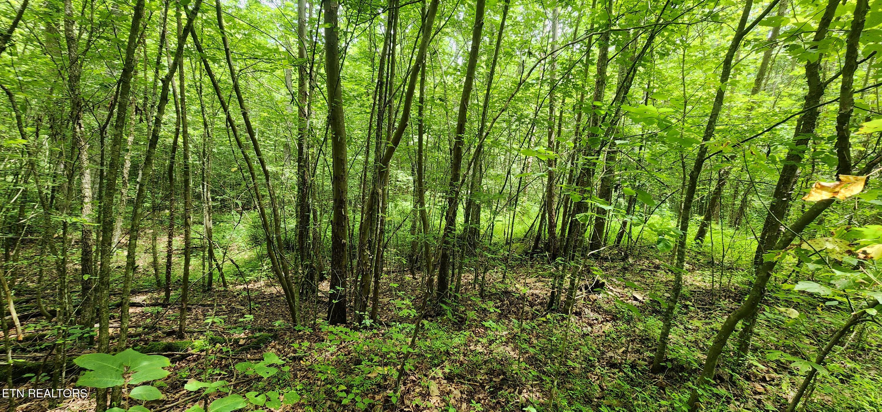 Rockhouse Creek - Church Road Pioneer TN 37847