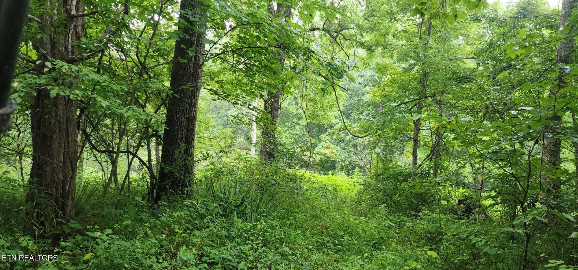 Rockhouse Creek - Church Road Pioneer TN 37847