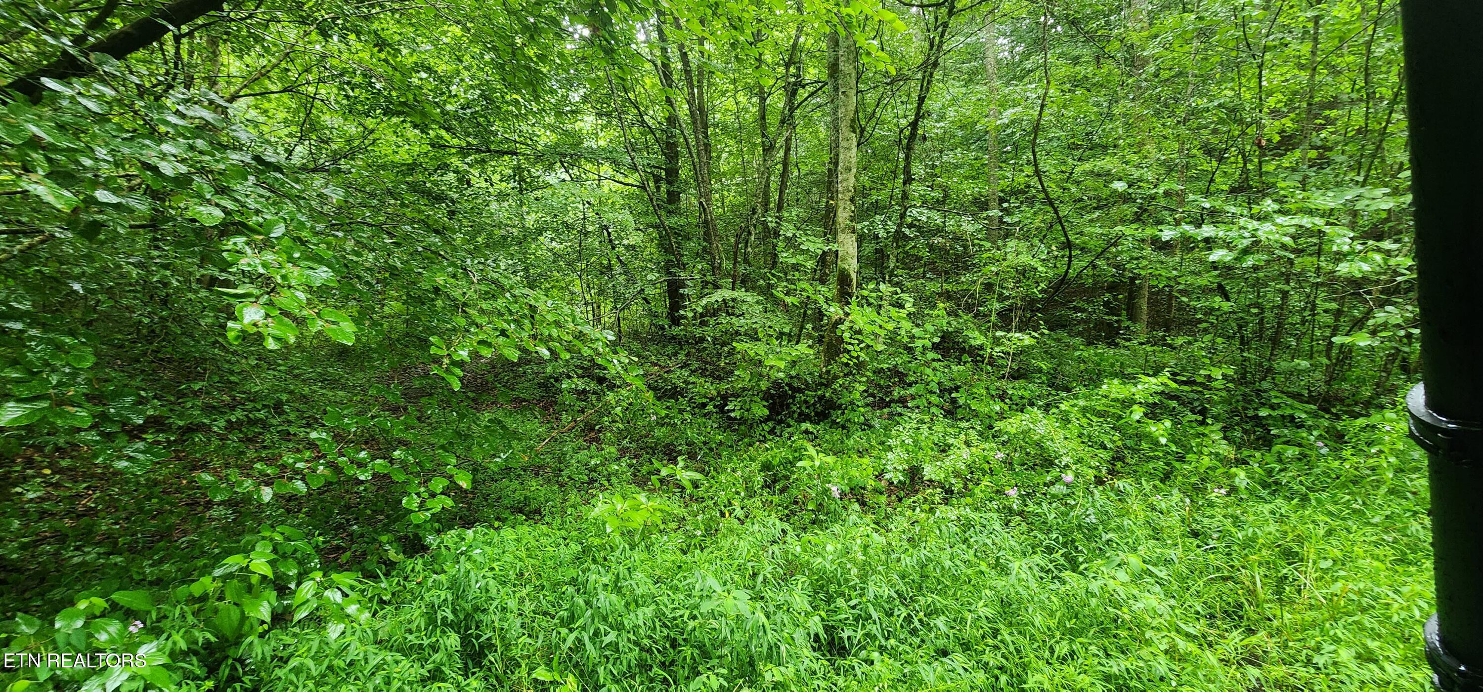 Rockhouse Creek - Church Road Pioneer TN 37847