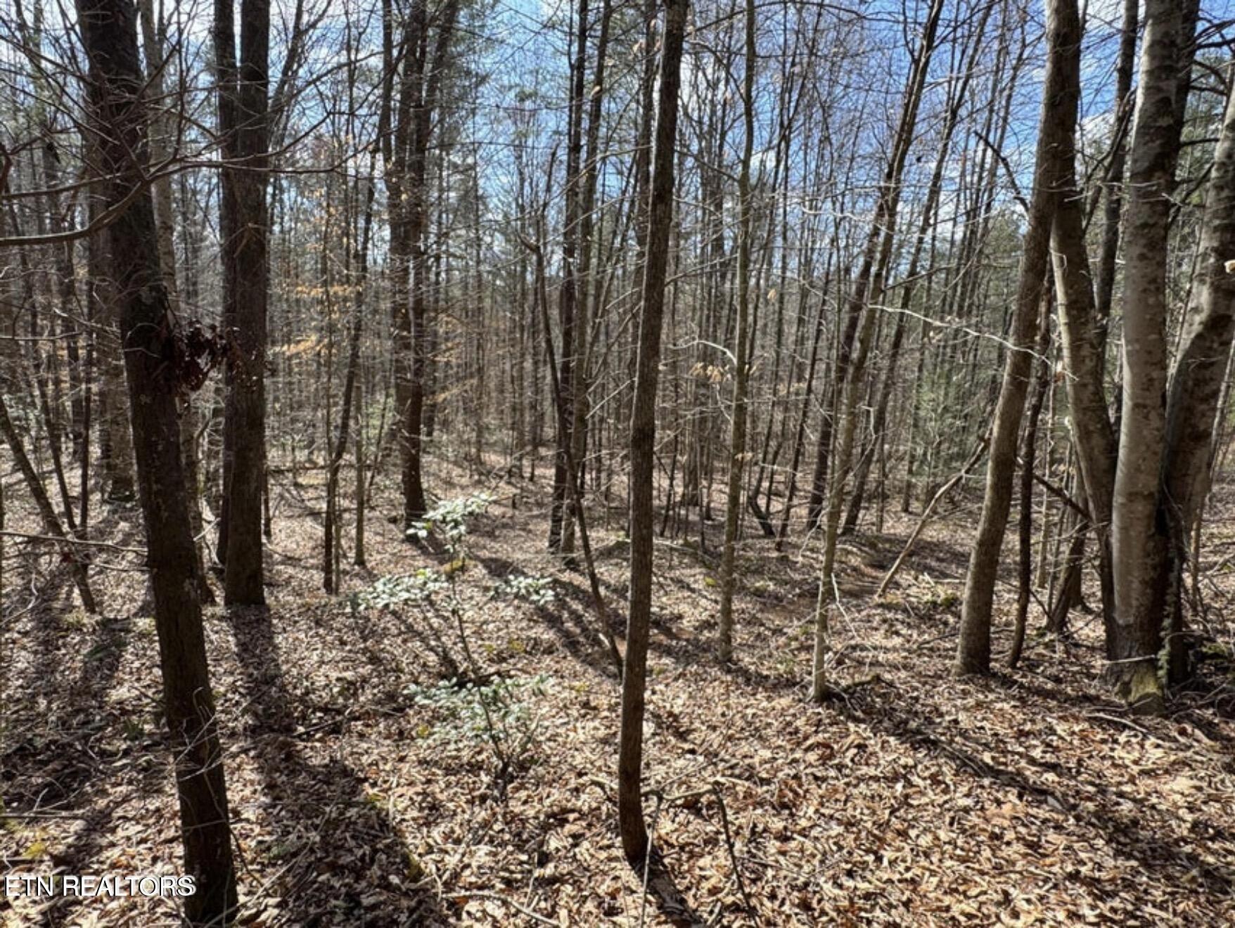 Cougar Trail Del Rio TN 37727