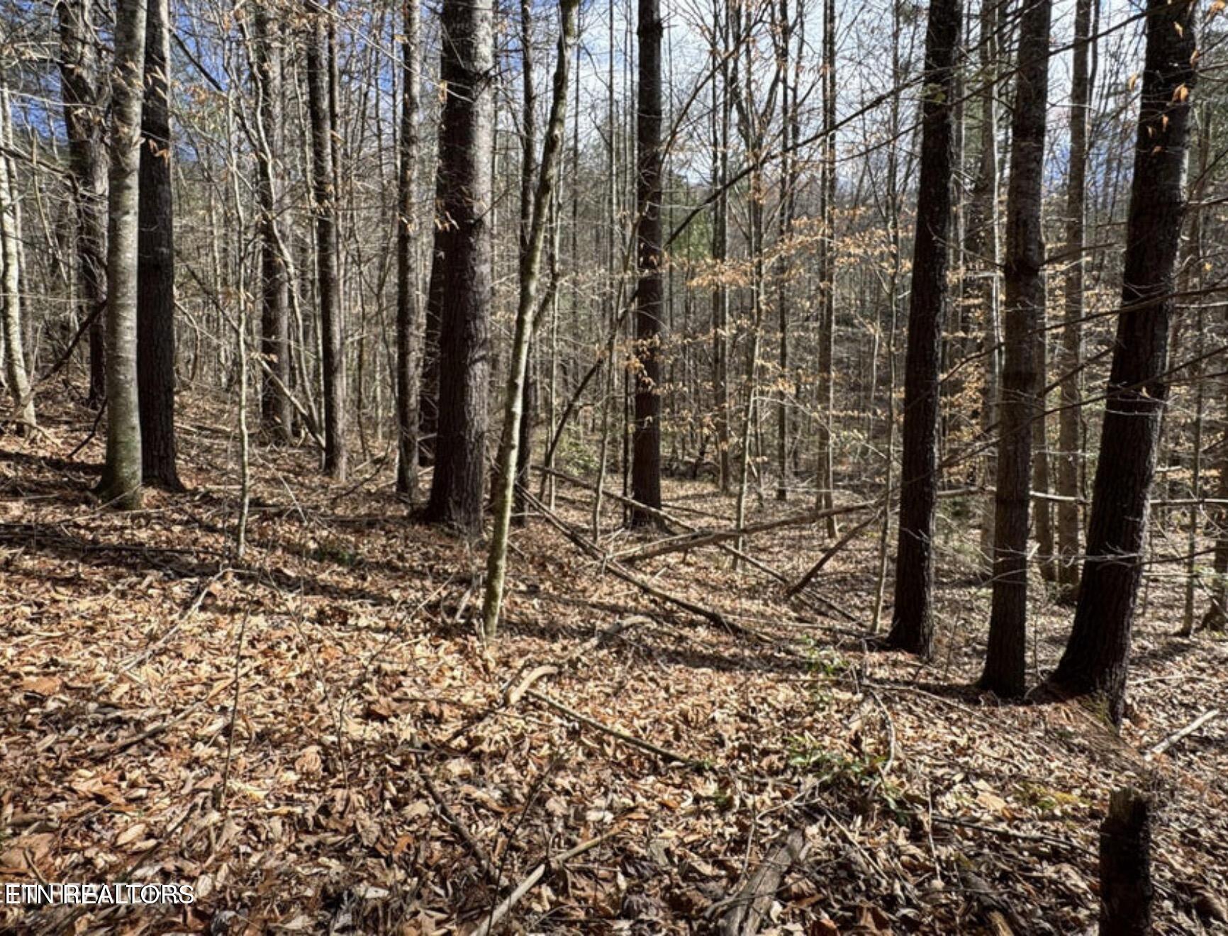 Cougar Trail Del Rio TN 37727