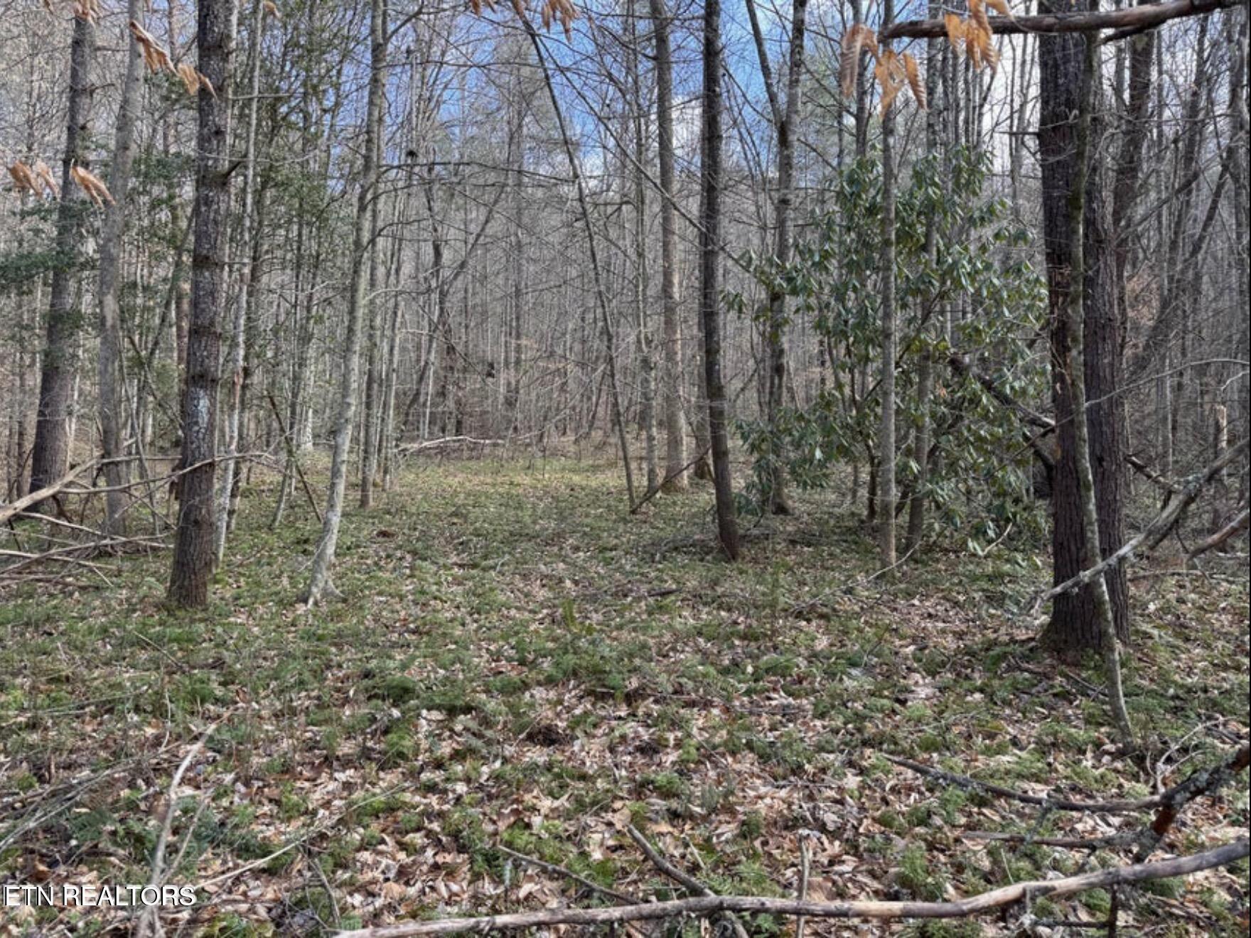 Cougar Trail Del Rio TN 37727
