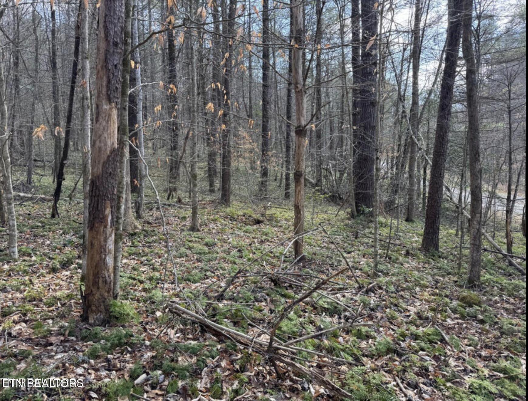Cougar Trail Del Rio TN 37727