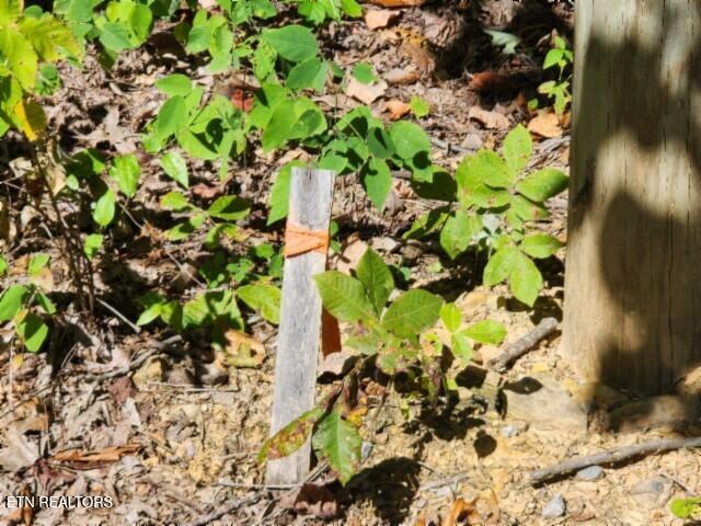 Lot 73 Tomahawk Road Jamestown TN 38556