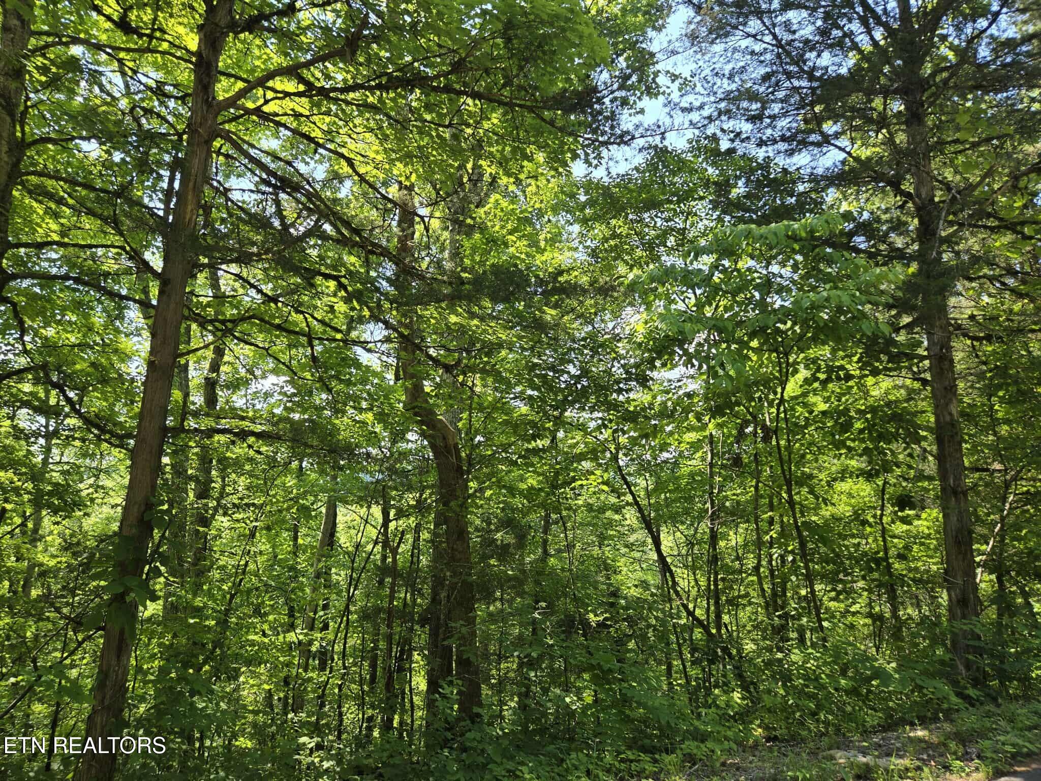 Log Mountain Road Washburn TN 37888