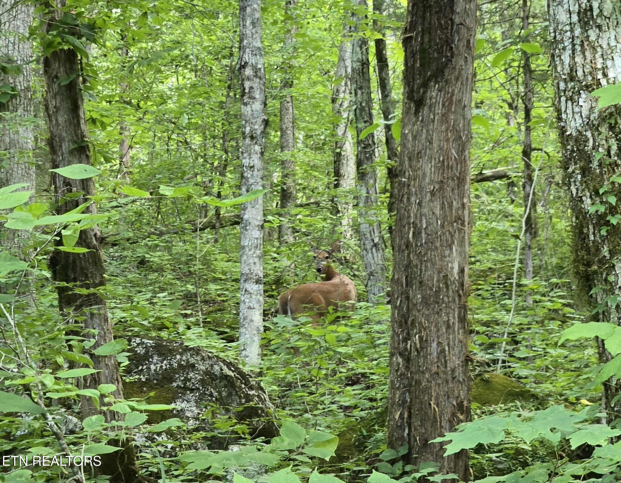 Log Mountain Road Washburn TN 37888