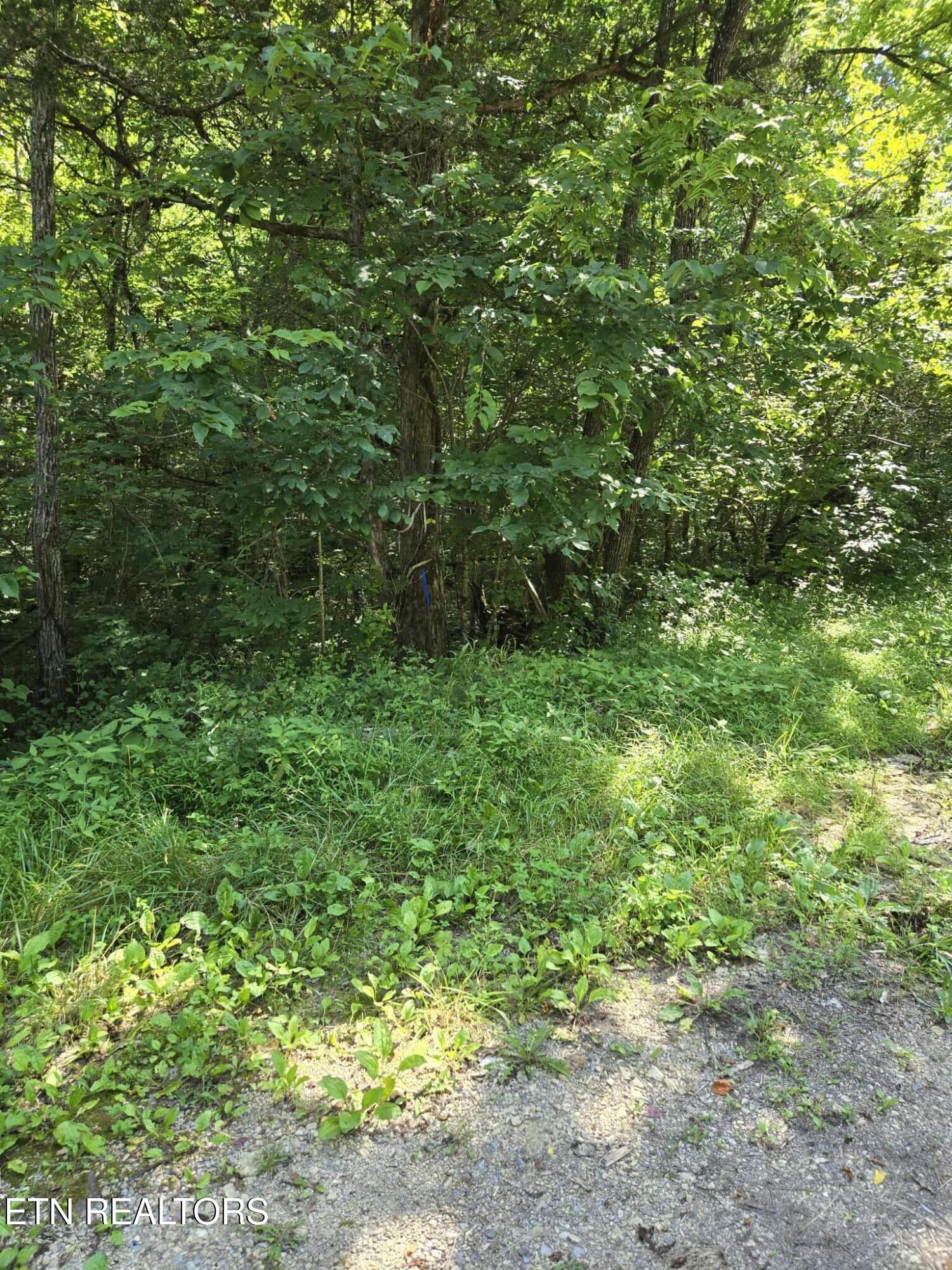 Log Mountain Road Washburn TN 37888