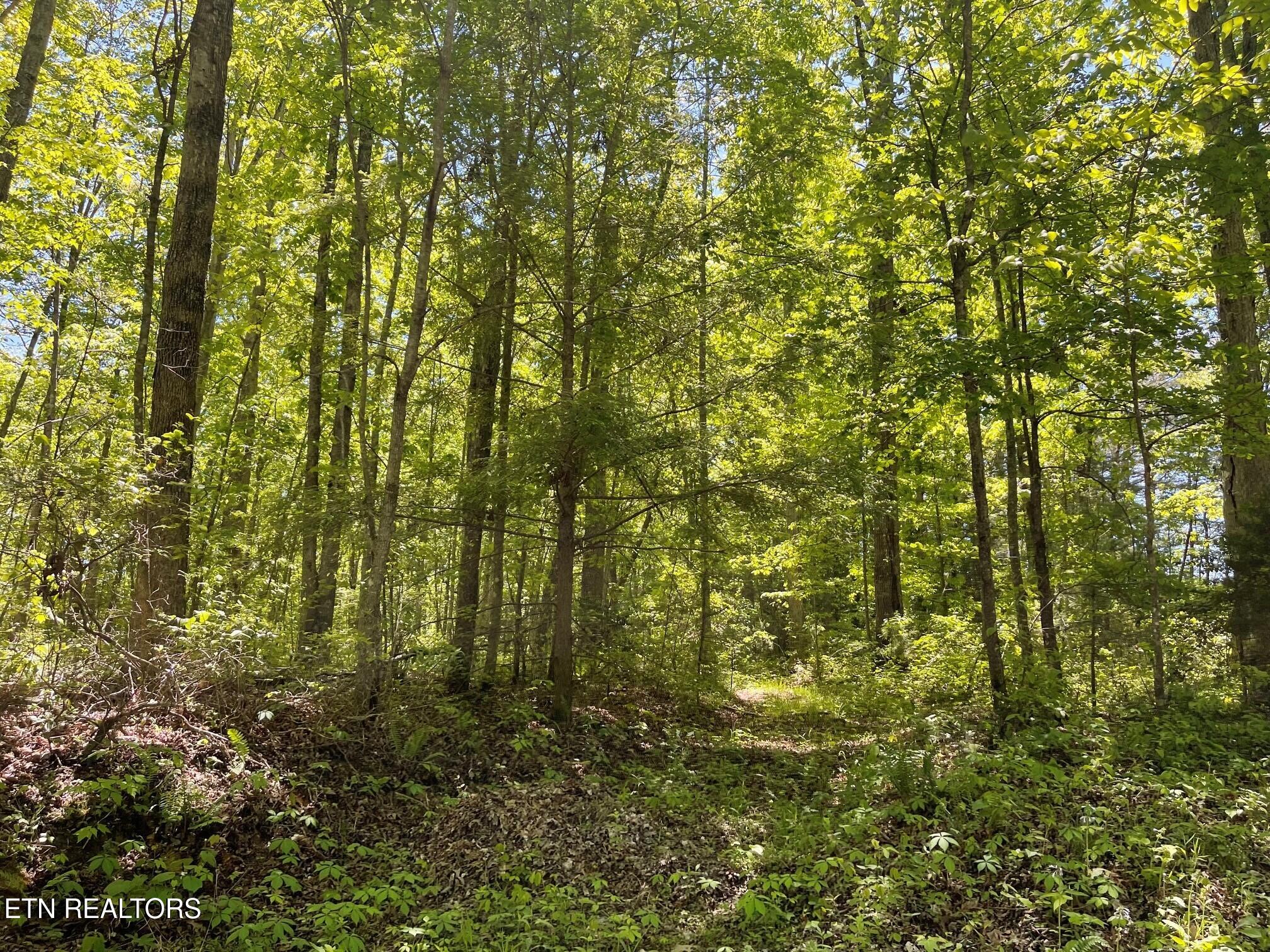 Rob Watson Road Oneida TN 37841