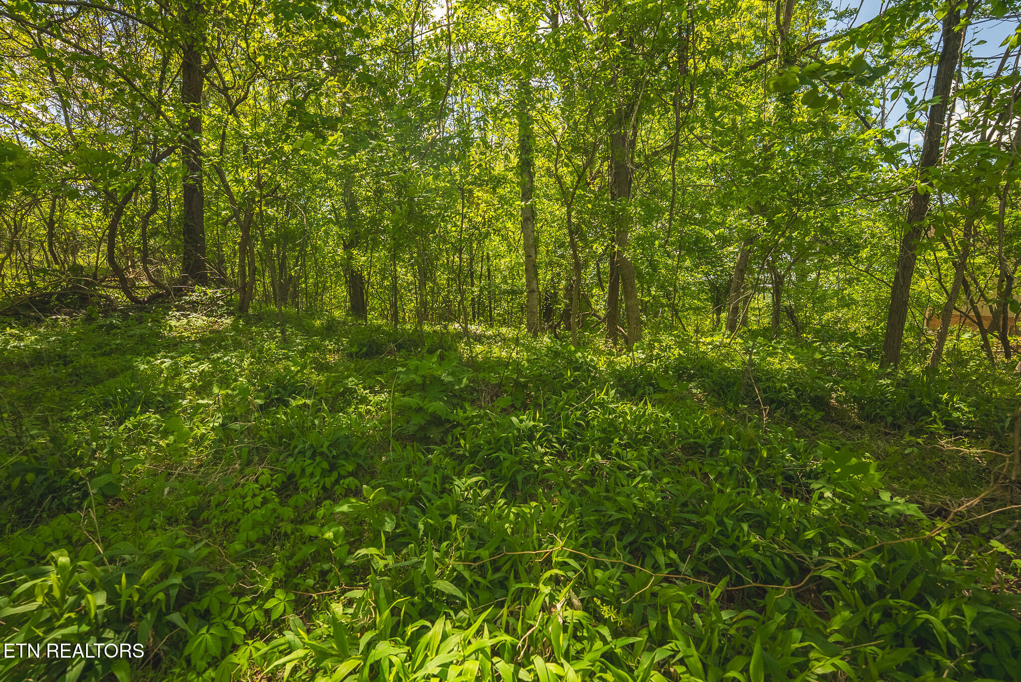 Lot 491 Magnolia Lane Sharps Chapel TN 37866