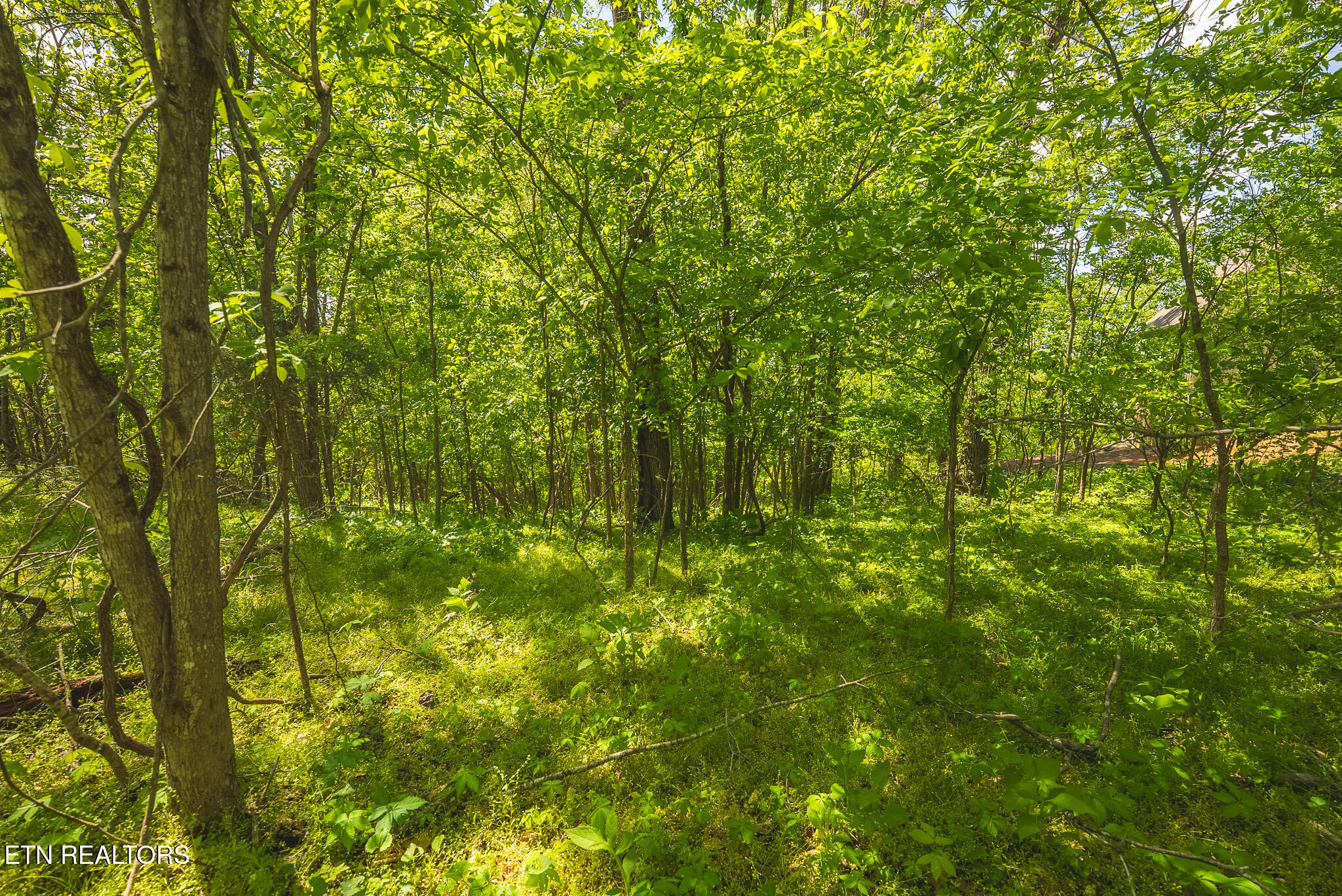 Lot 491 Magnolia Lane Sharps Chapel TN 37866