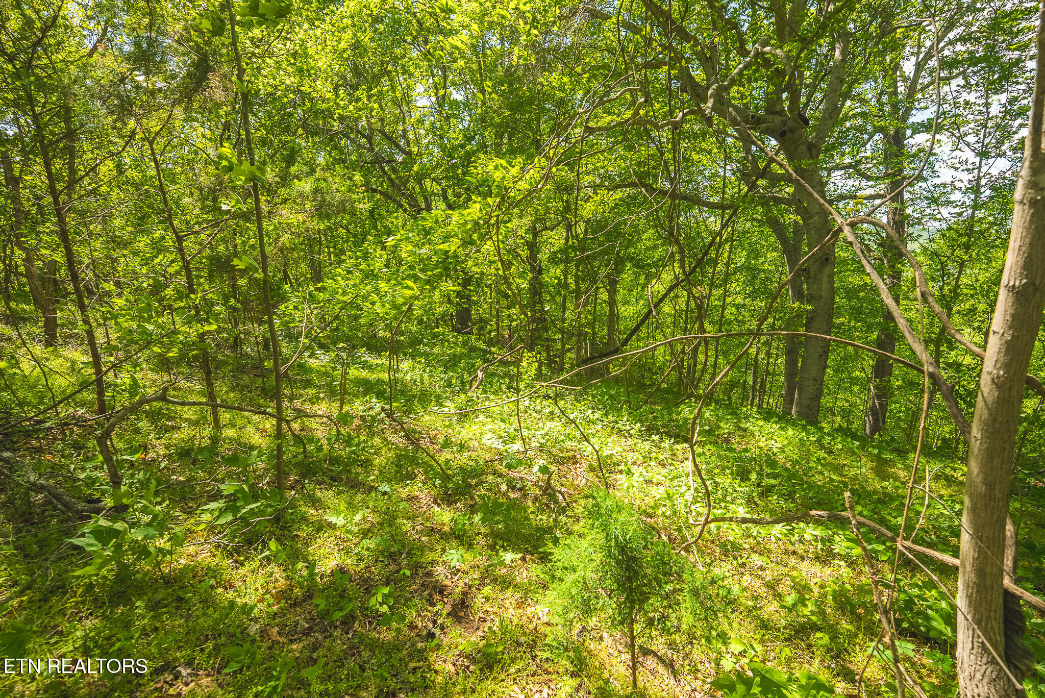 Lot 491 Magnolia Lane Sharps Chapel TN 37866