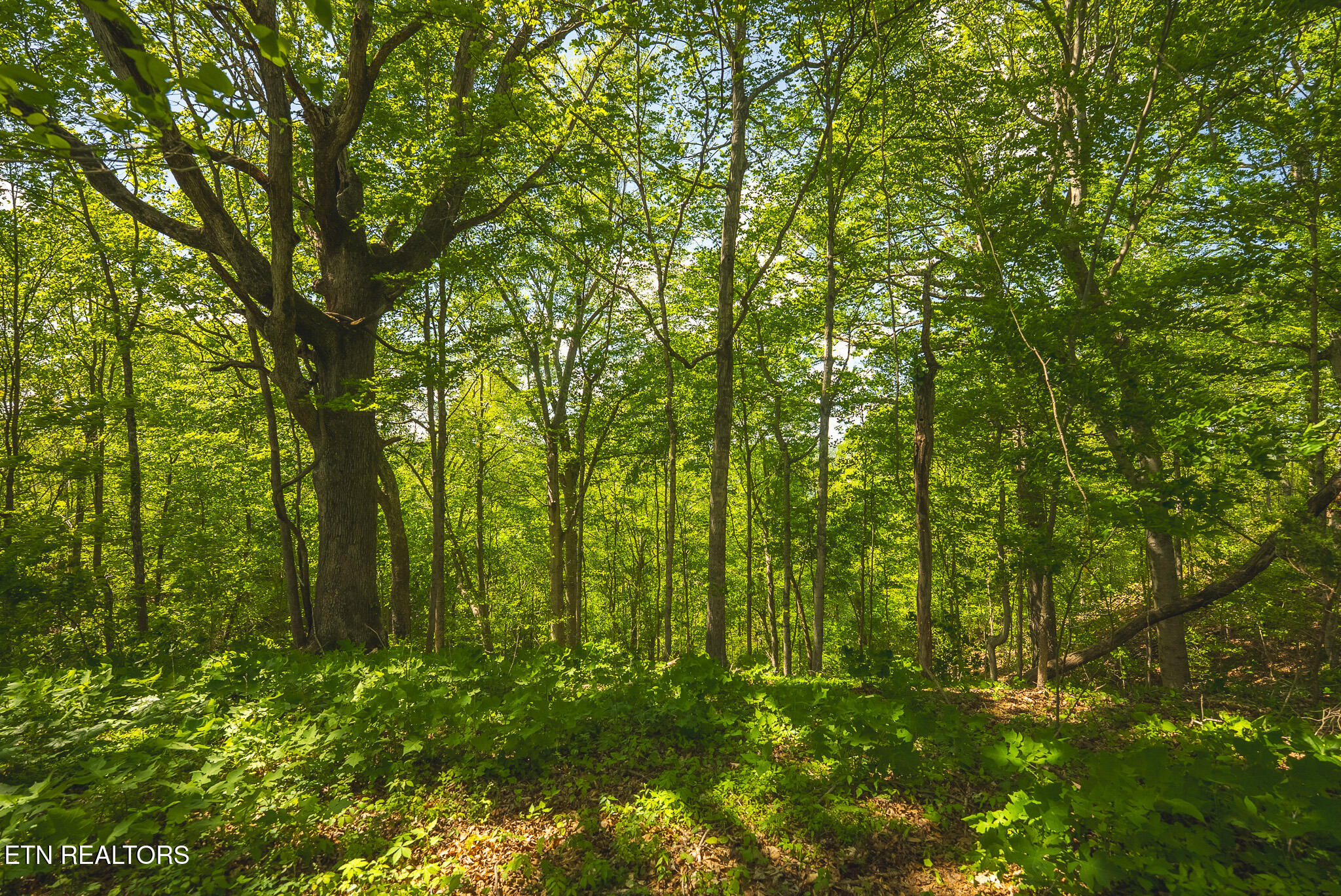 Lot 491 Magnolia Lane Sharps Chapel TN 37866