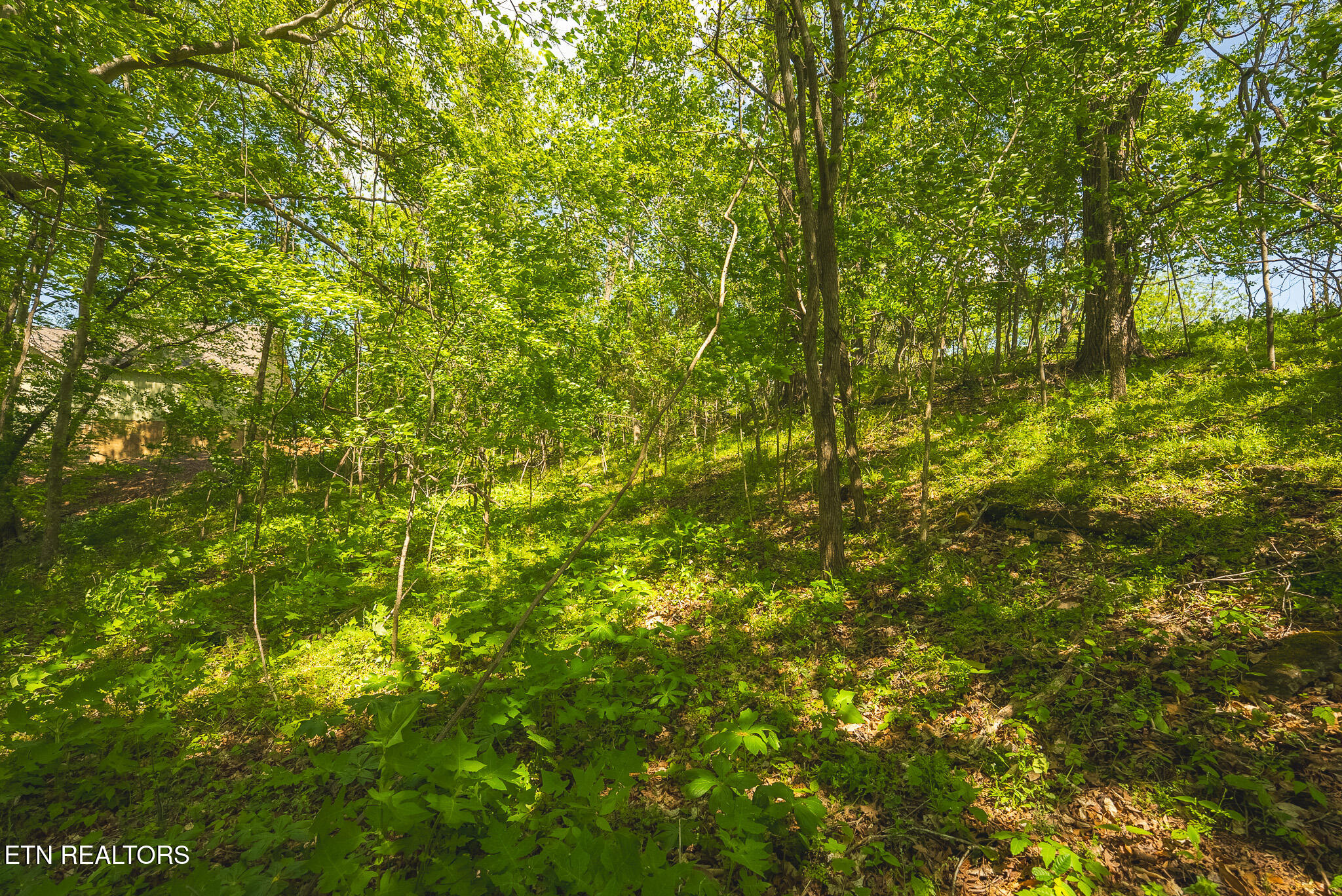 Lot 491 Magnolia Lane Sharps Chapel TN 37866