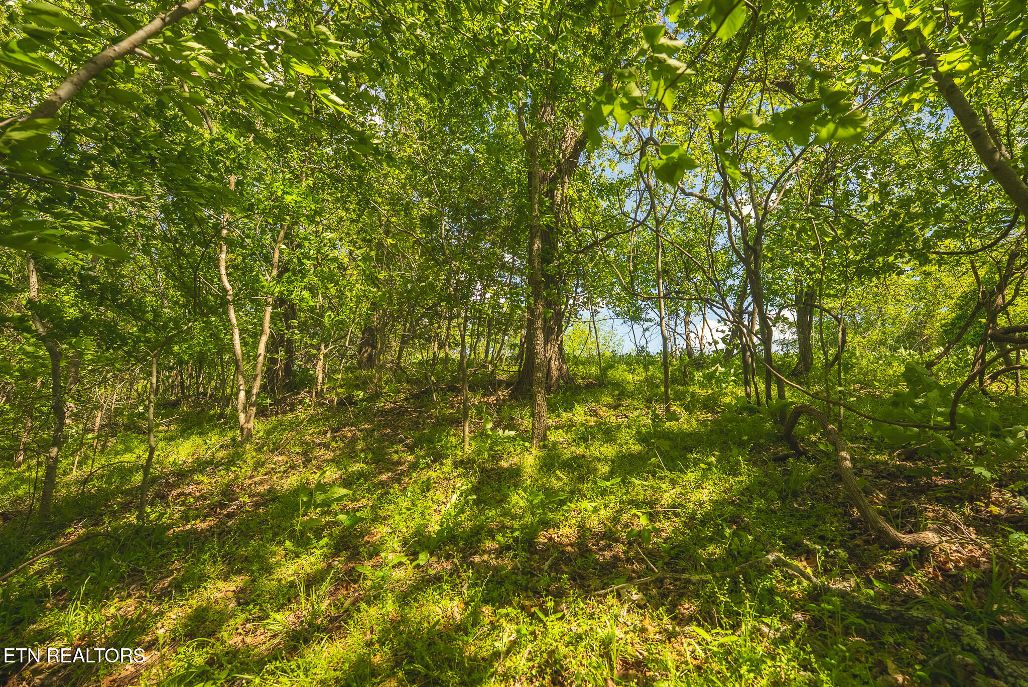 Lot 491 Magnolia Lane Sharps Chapel TN 37866