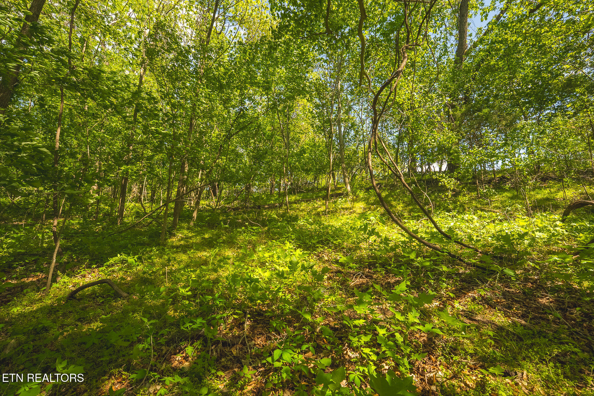 Lot 491 Magnolia Lane Sharps Chapel TN 37866