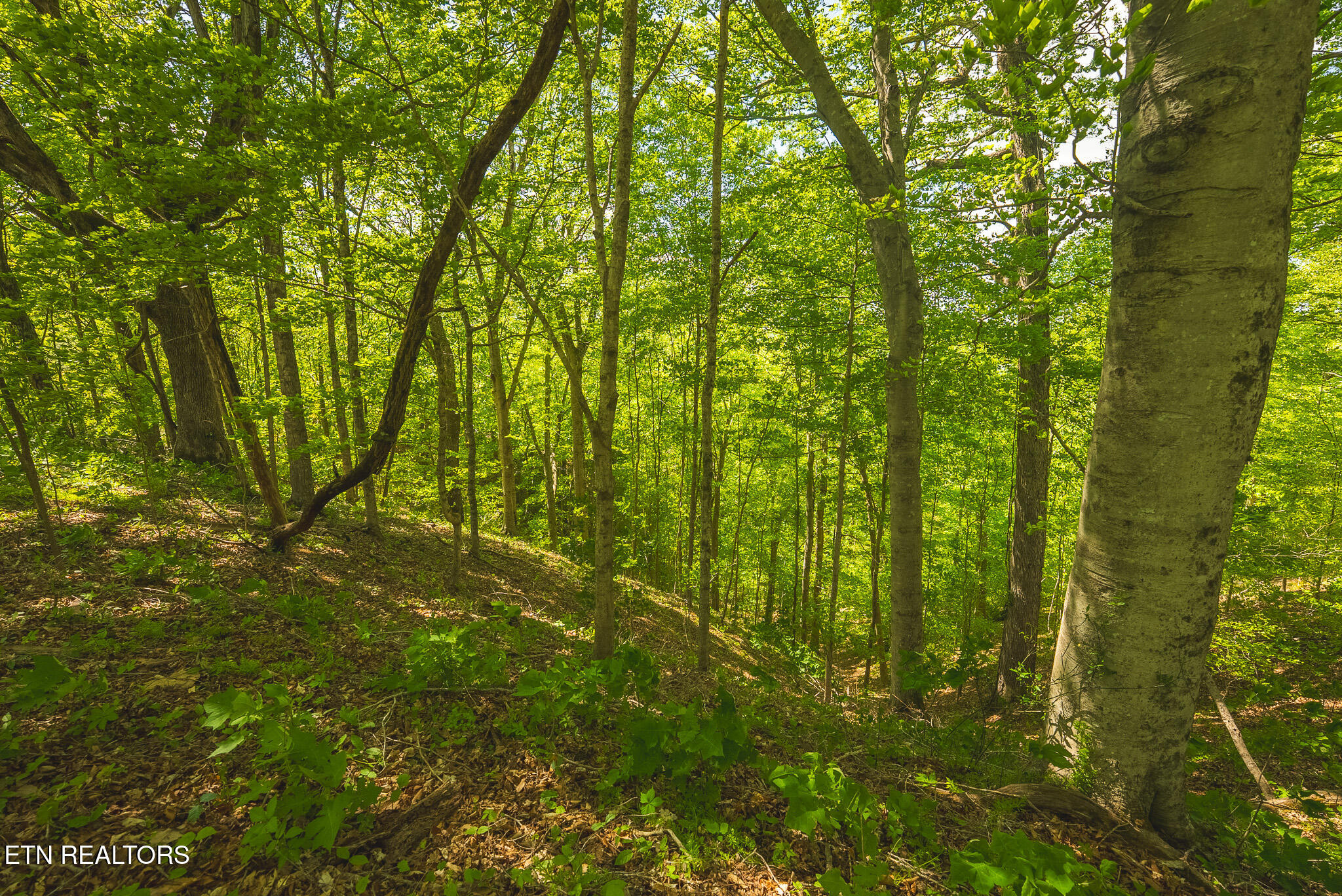 Lot 491 Magnolia Lane Sharps Chapel TN 37866