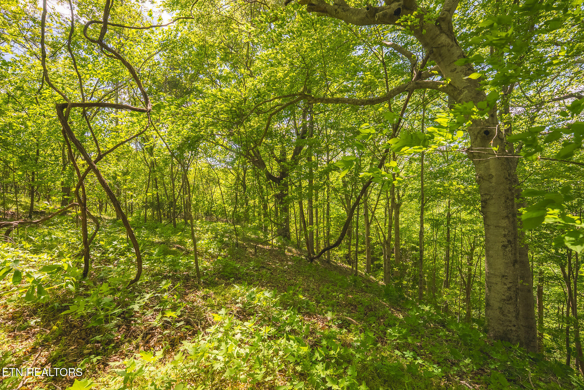Lot 491 Magnolia Lane Sharps Chapel TN 37866
