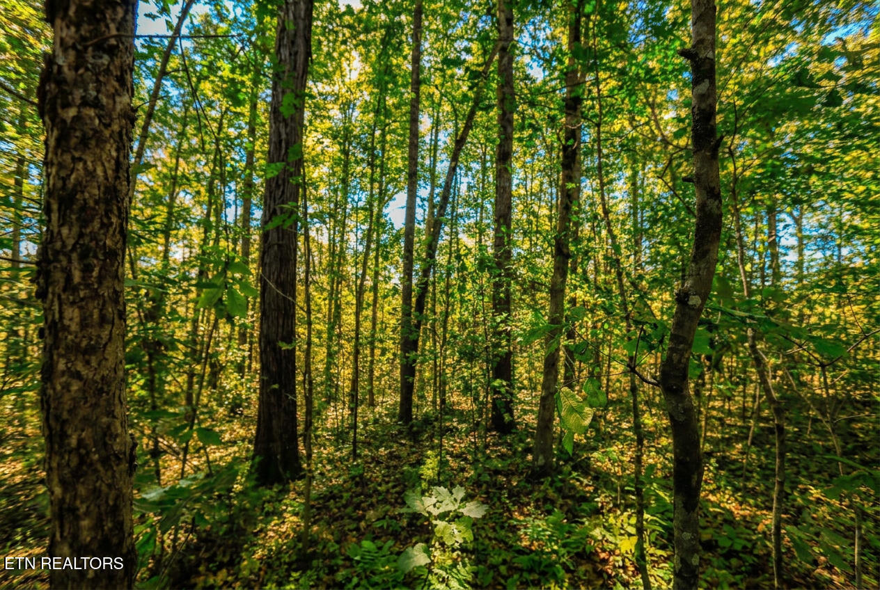 1413 Timber Trail Newport TN 37821