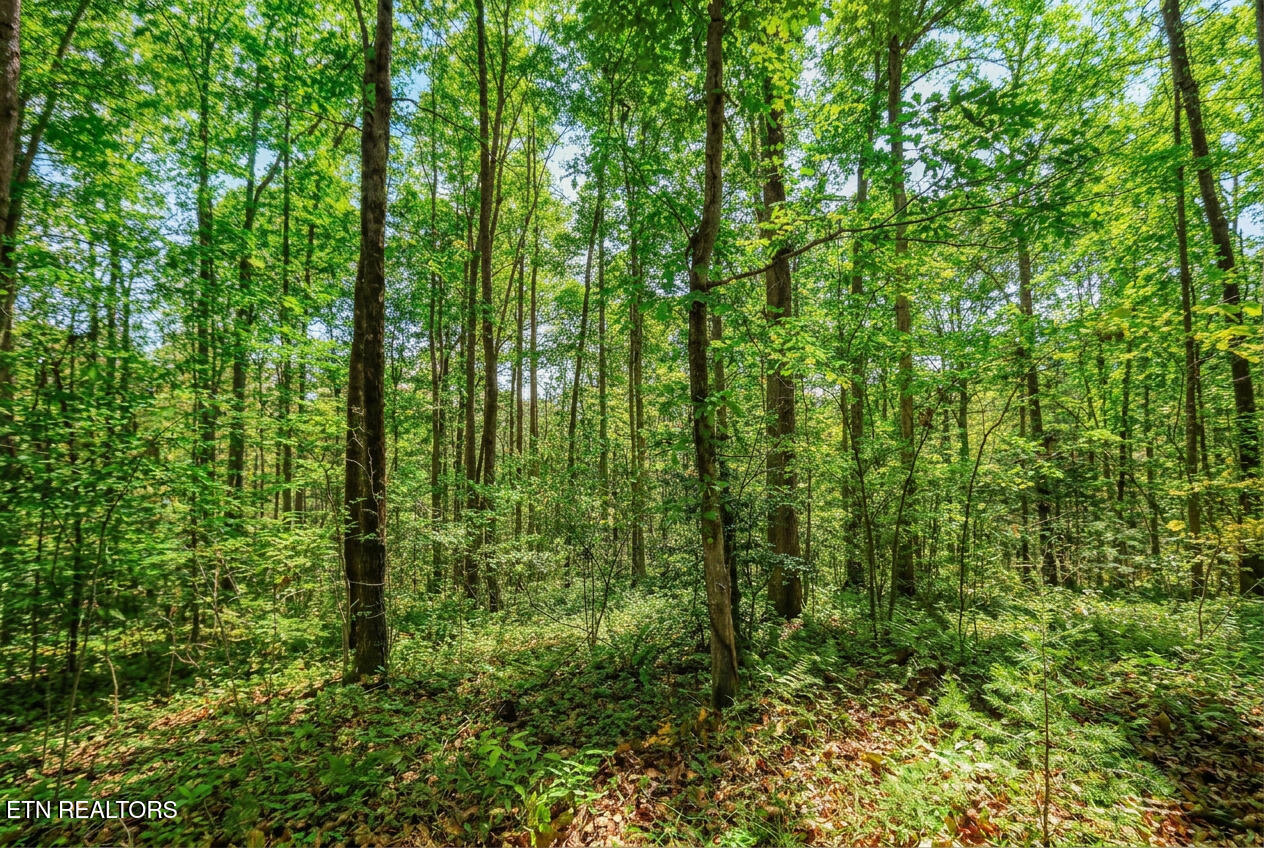 1413 Timber Trail Newport TN 37821