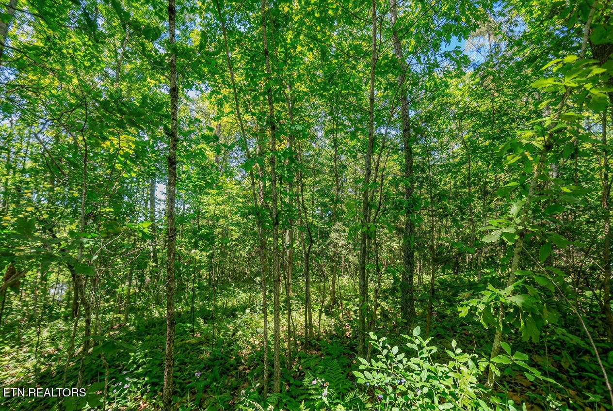 1413 Timber Trail Newport TN 37821