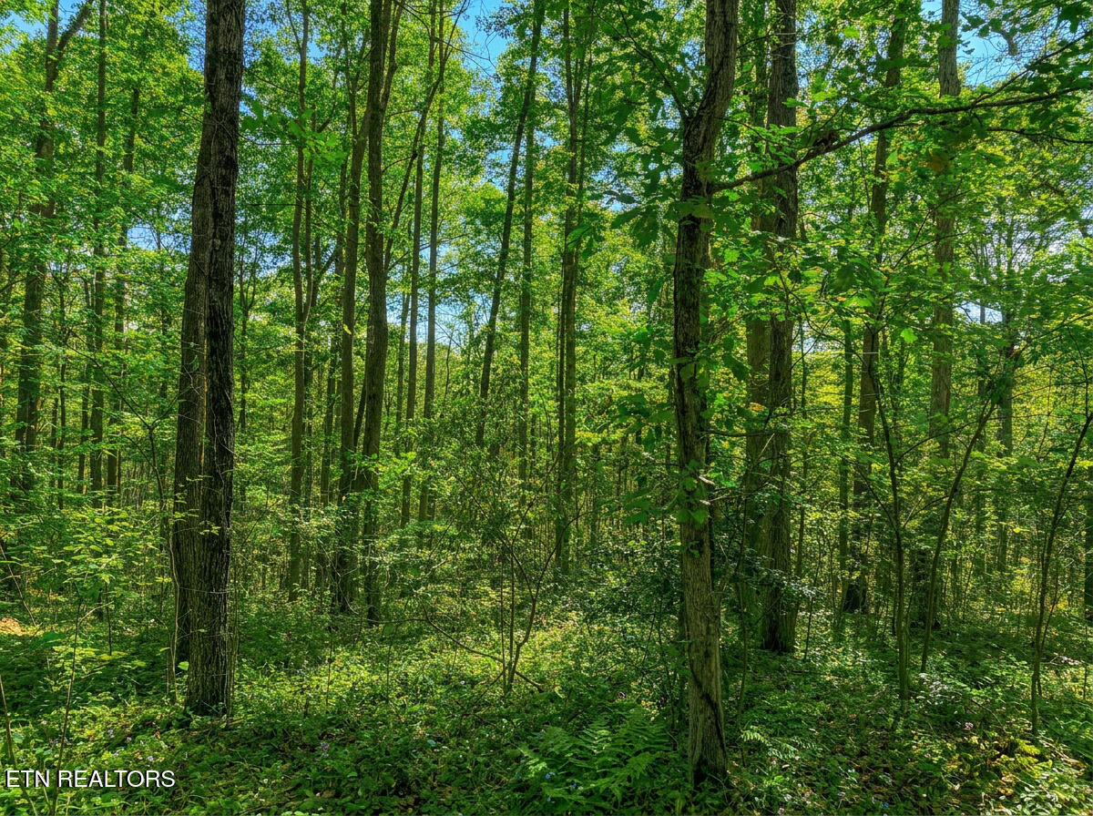 1413 Timber Trail Newport TN 37821