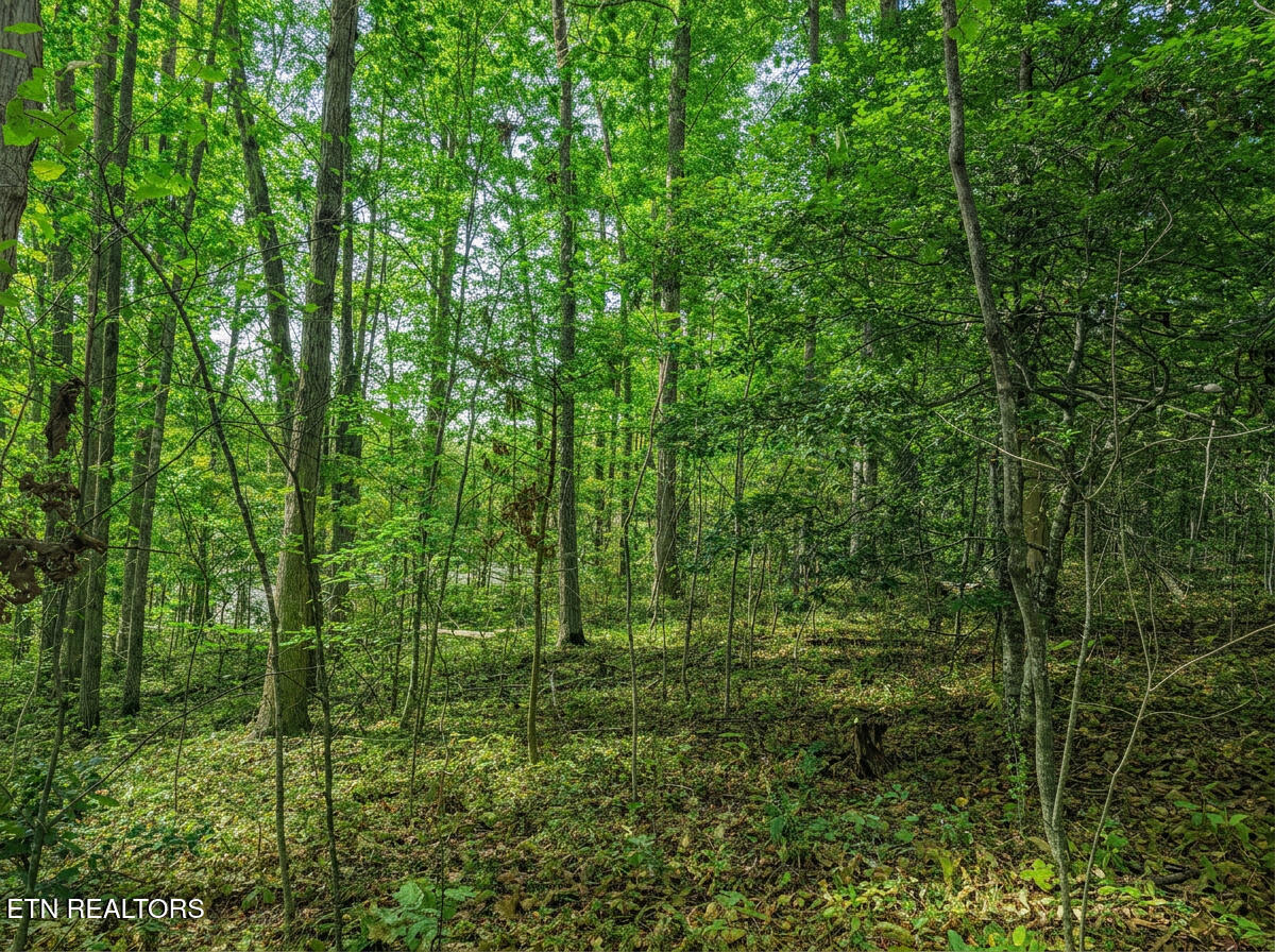 1413 Timber Trail Newport TN 37821