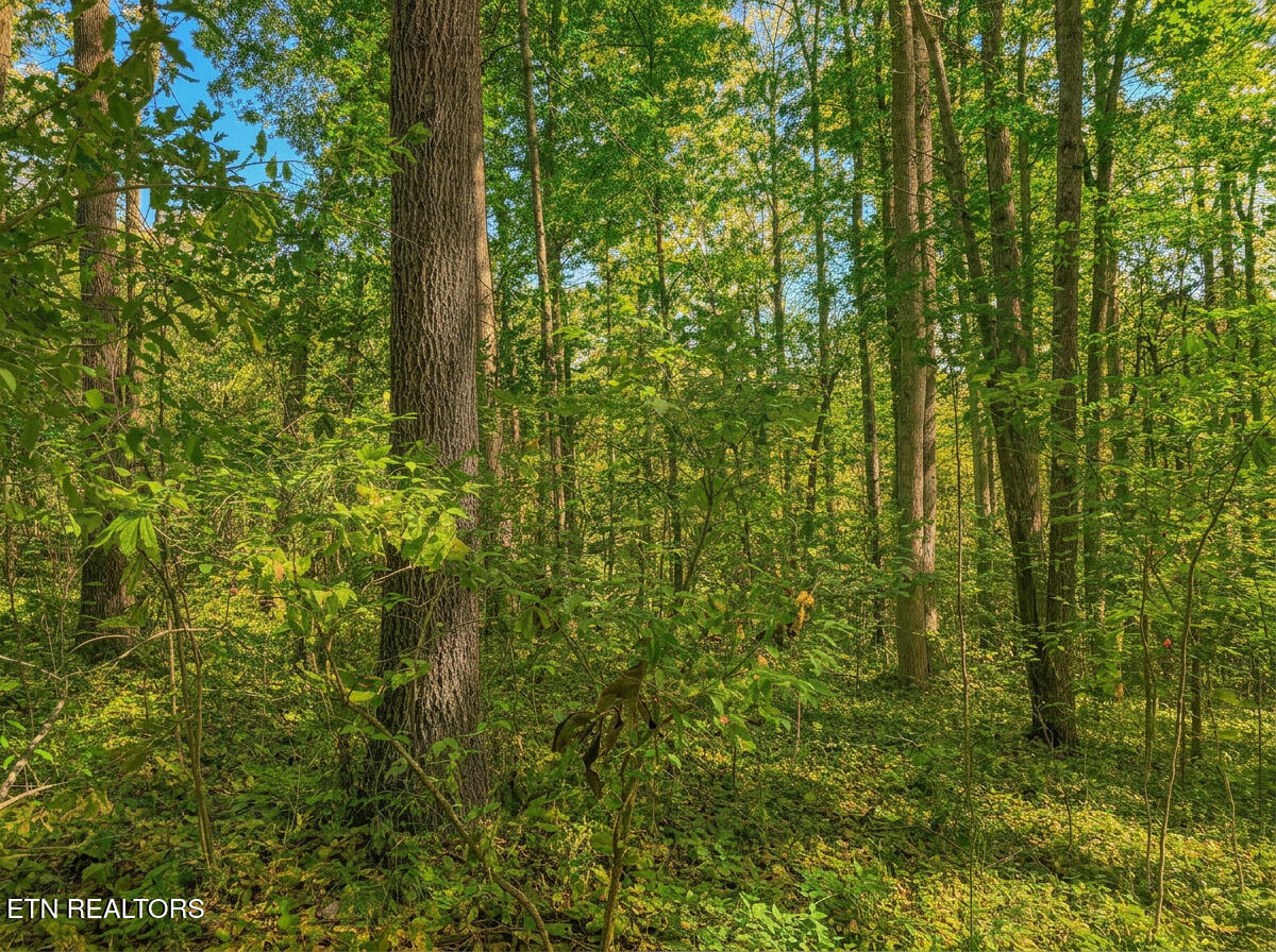 1413 Timber Trail Newport TN 37821