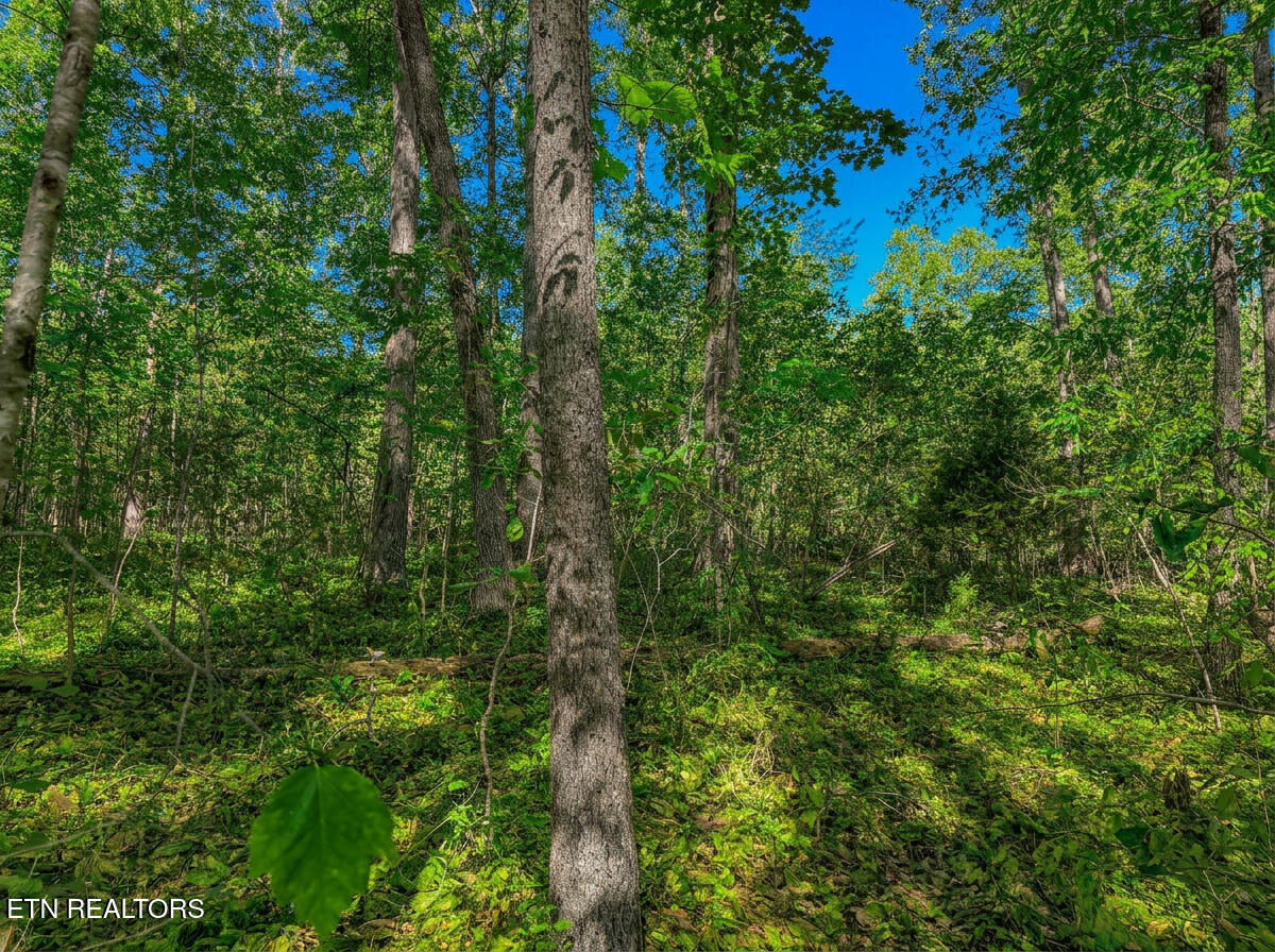 1413 Timber Trail Newport TN 37821