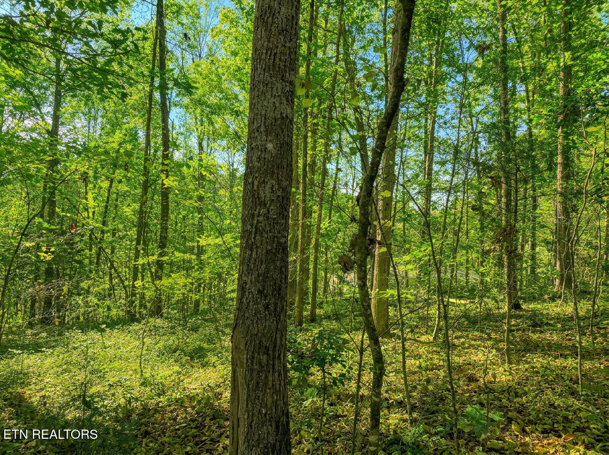 1413 Timber Trail Newport TN 37821