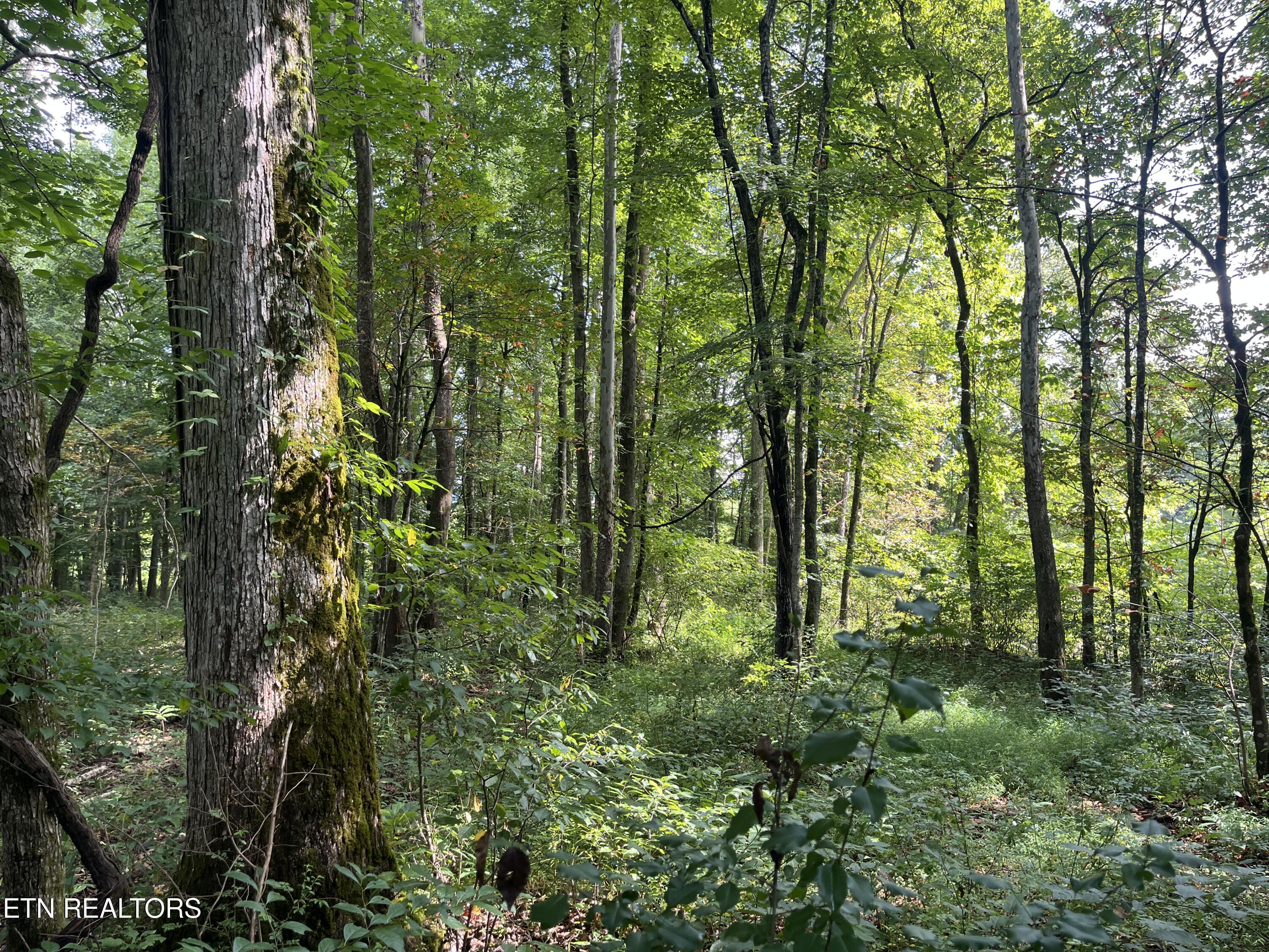 Frost Bottom Road Oliver Springs TN 37840